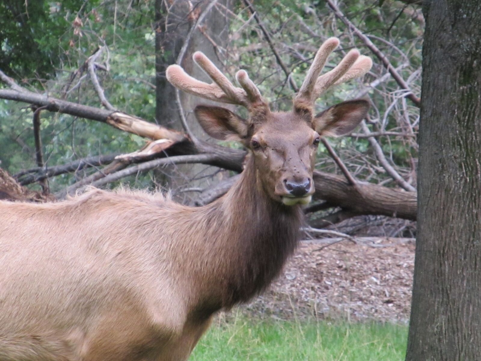 Canon PowerShot SX130 IS sample photo. Red deer, portrait, animal photography
