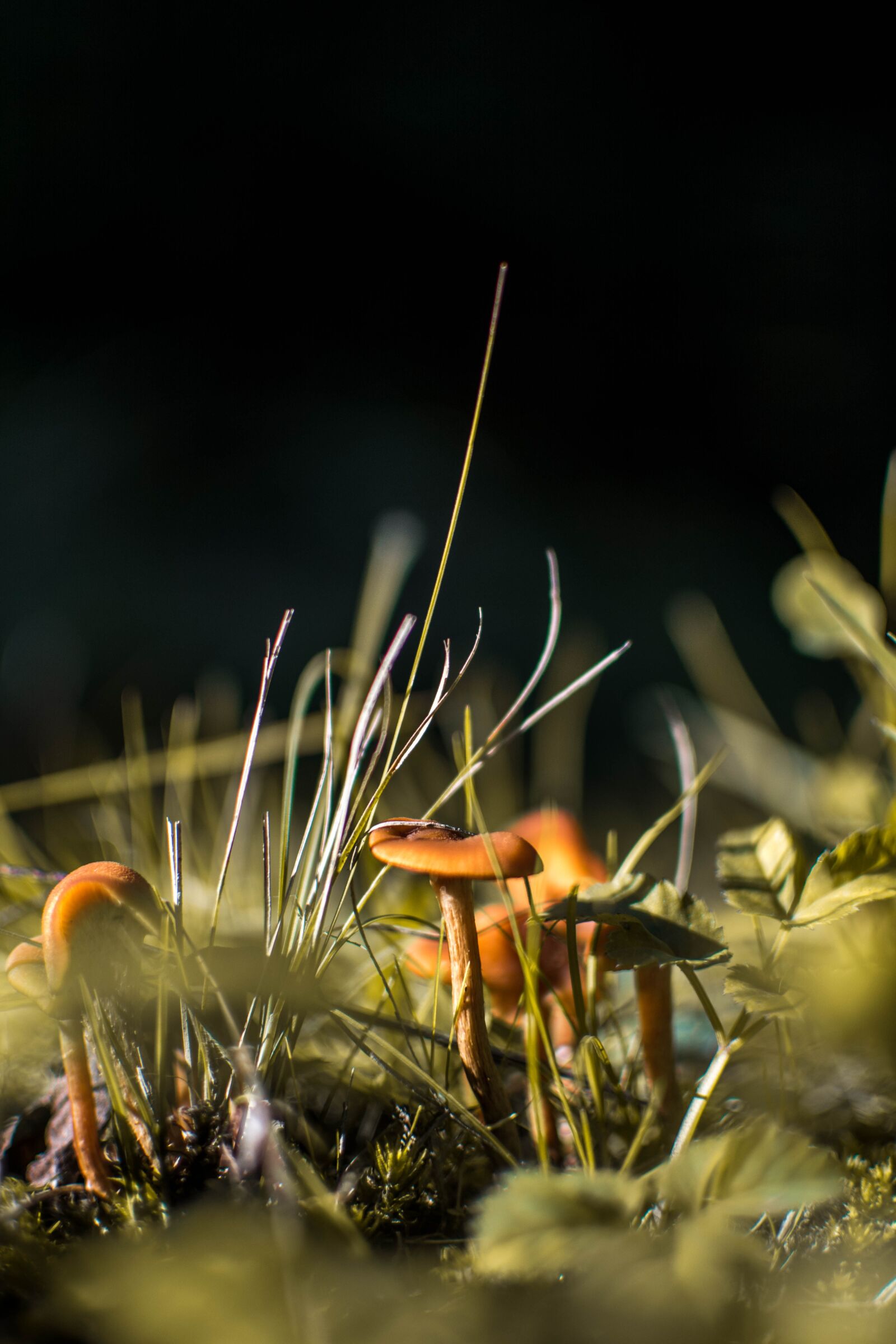 Nikon D5200 sample photo. Mushroom, small, detail photography
