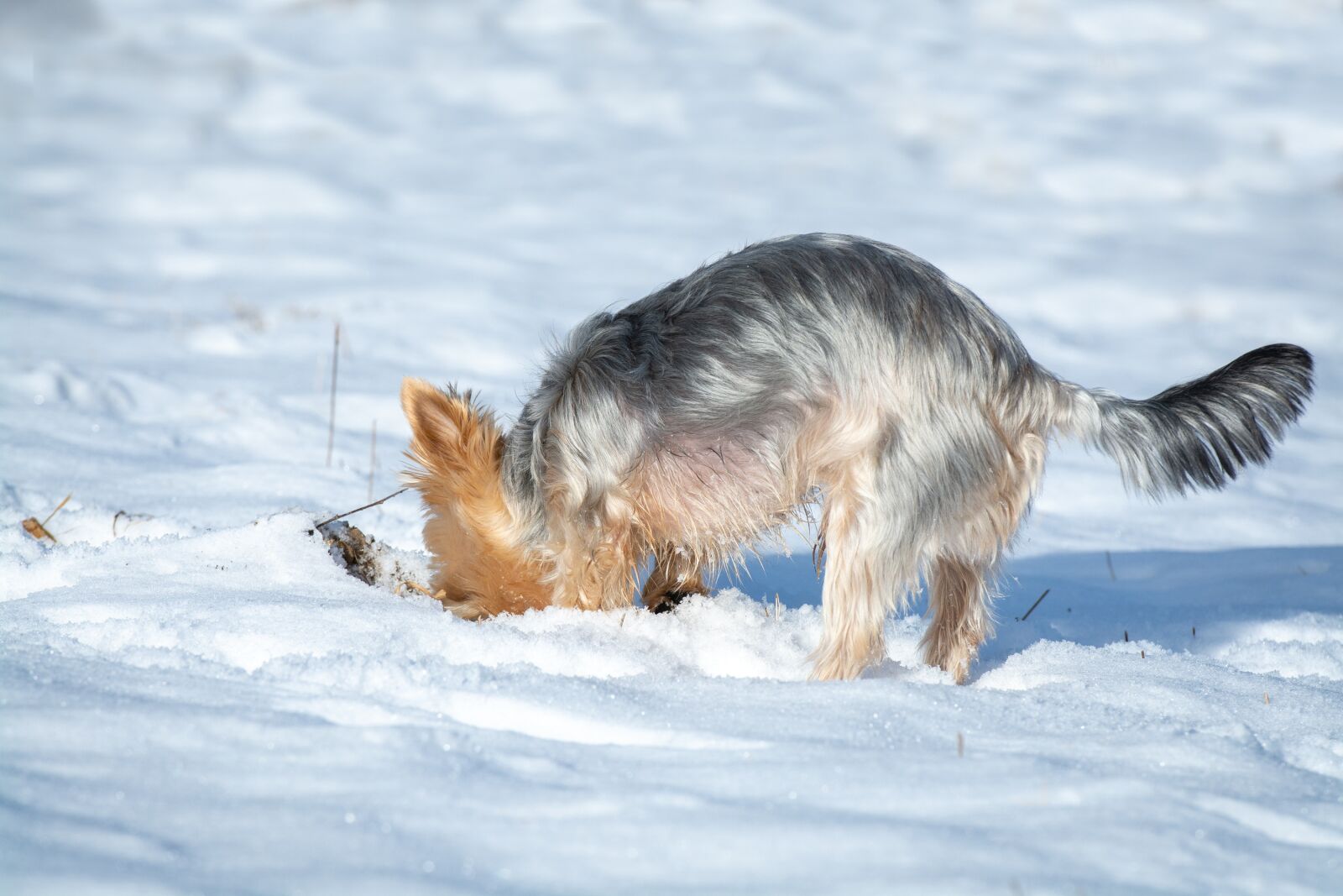 Nikon D7100 sample photo. Dog, winter, snow photography