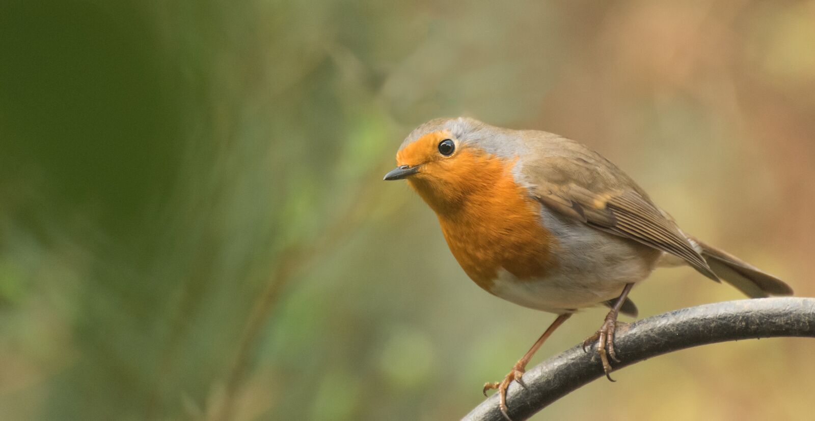 Nikon D810 sample photo. Robin, bird, nature photography