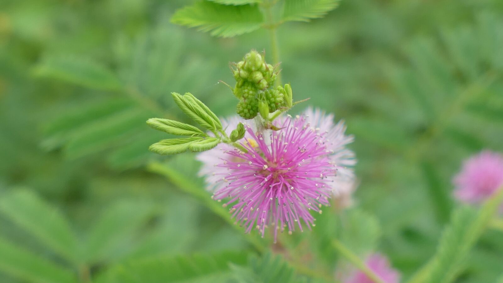 Panasonic Lumix DMC-FZ1000 sample photo. Wildflowers, flowers, nature photography