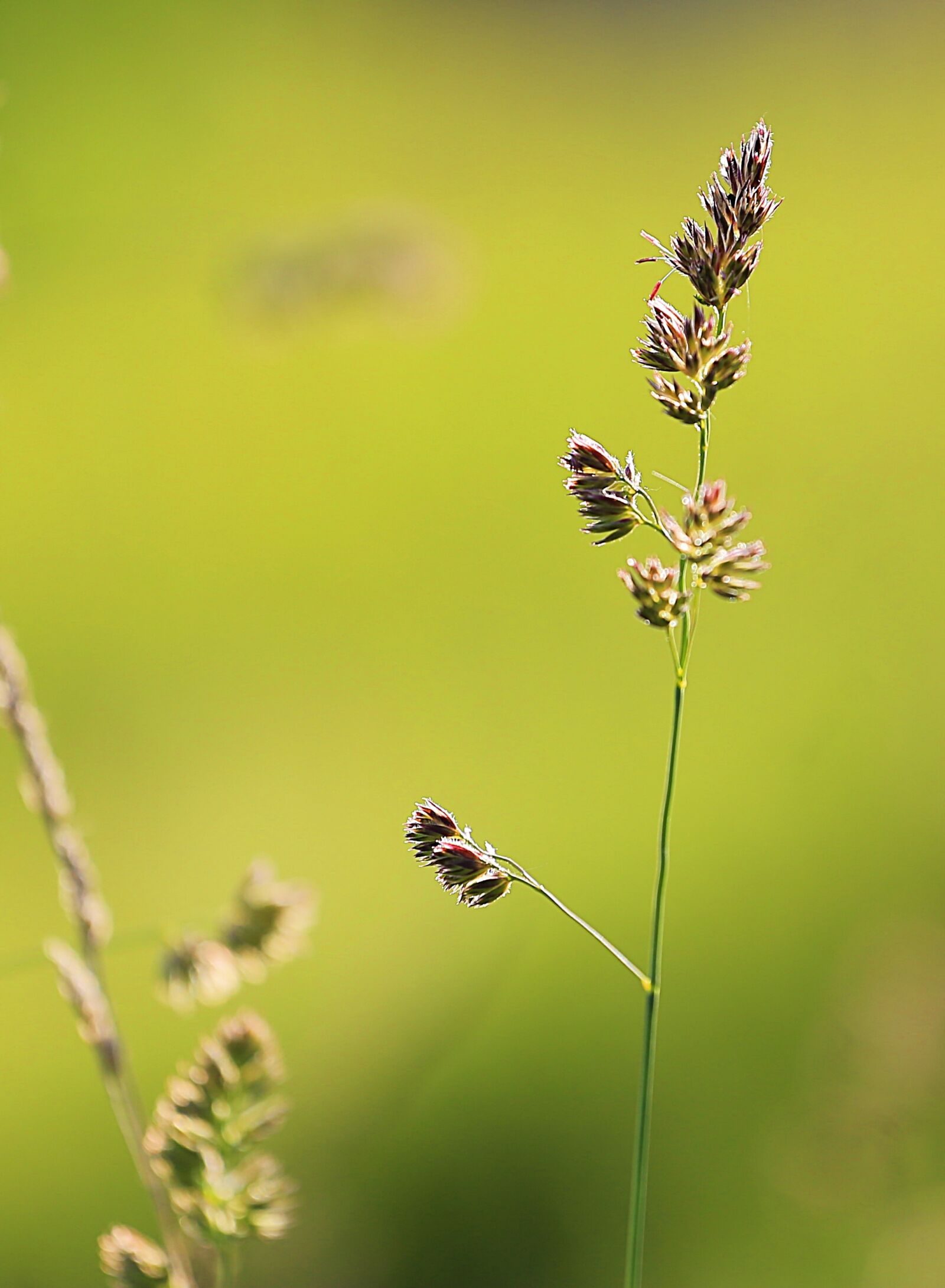 Canon EOS 6D + Canon EF 70-200mm F4L USM sample photo. Grass, beauty, summer photography