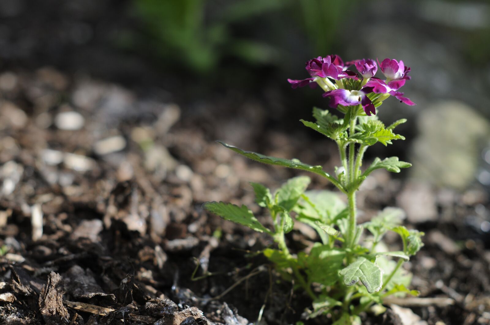 Nikon D300 sample photo. Flower, single, colour photography