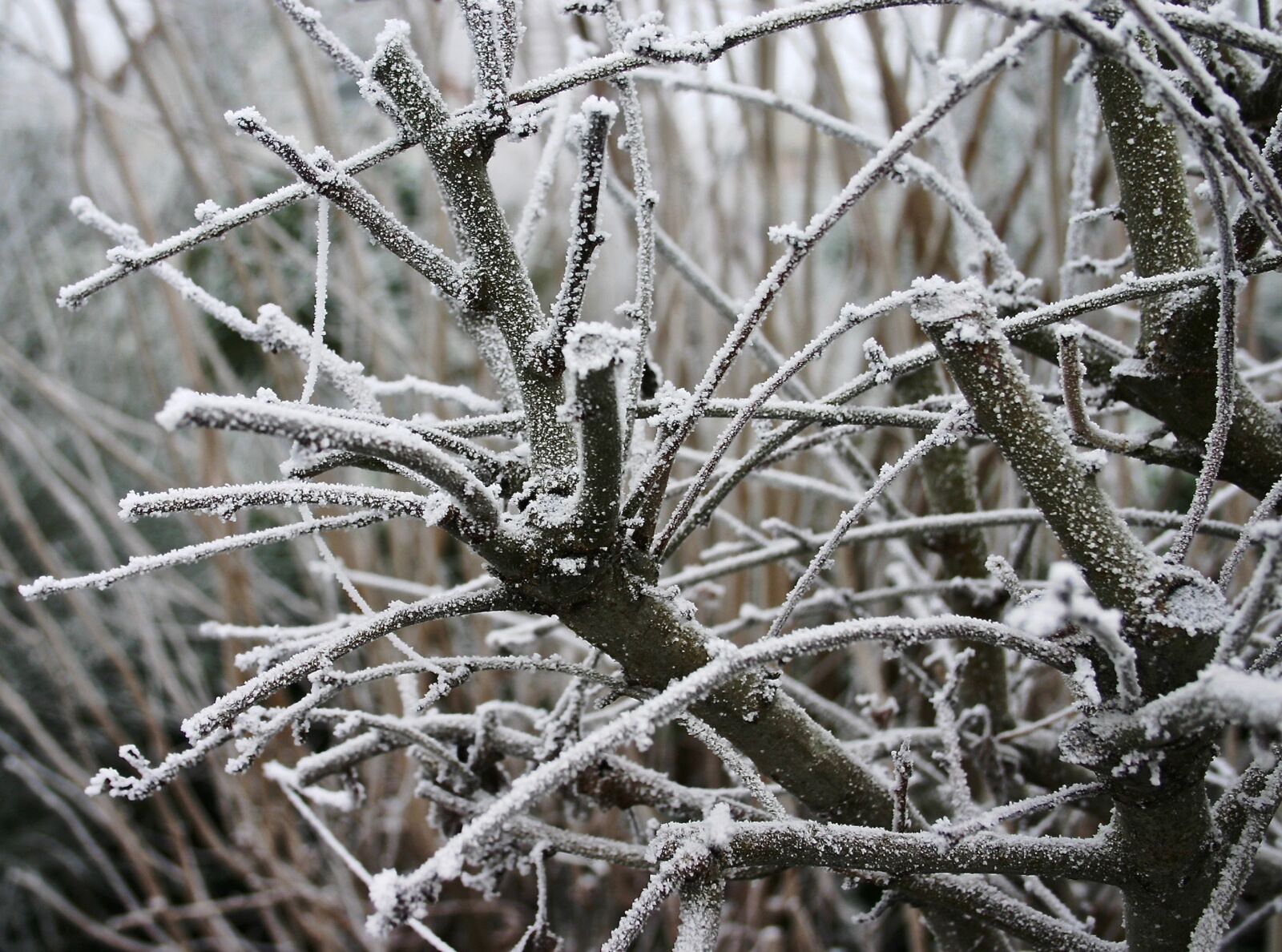 Canon EOS 300D (EOS Digital Rebel / EOS Kiss Digital) sample photo. Winter, hoarfrost, cold photography