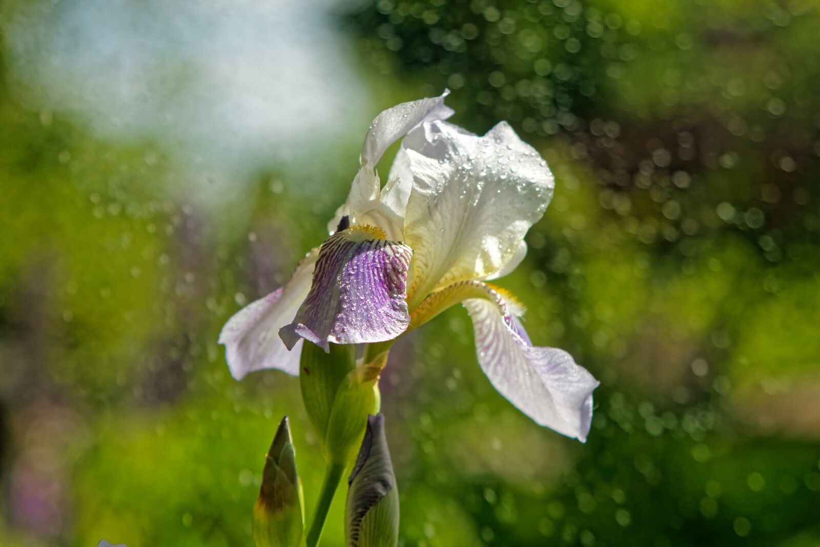 Canon EOS 500D (EOS Rebel T1i / EOS Kiss X3) sample photo. Flower, summer, macro photography