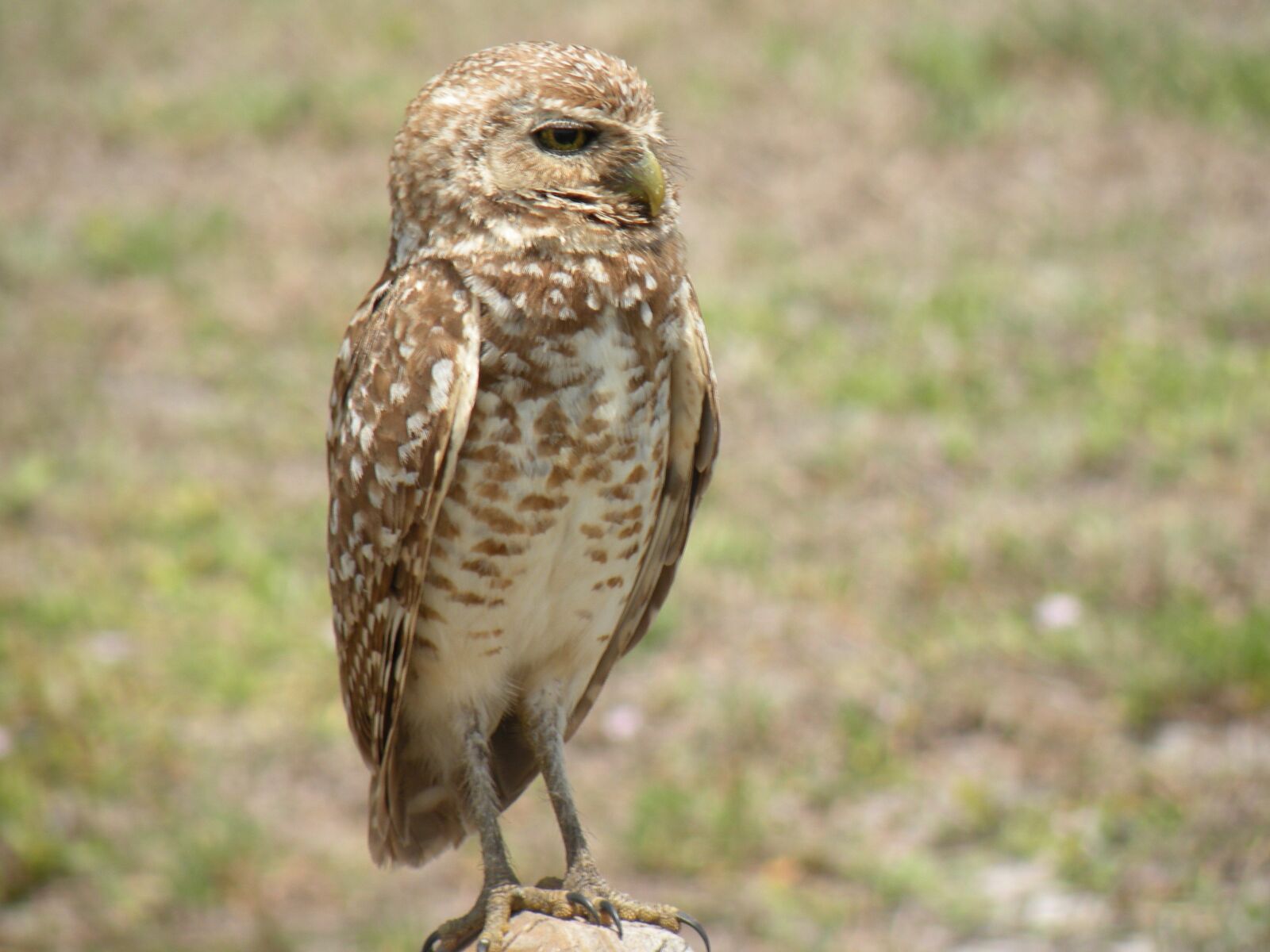 Nikon Coolpix P80 sample photo. Burrowing owl, bird, nature photography
