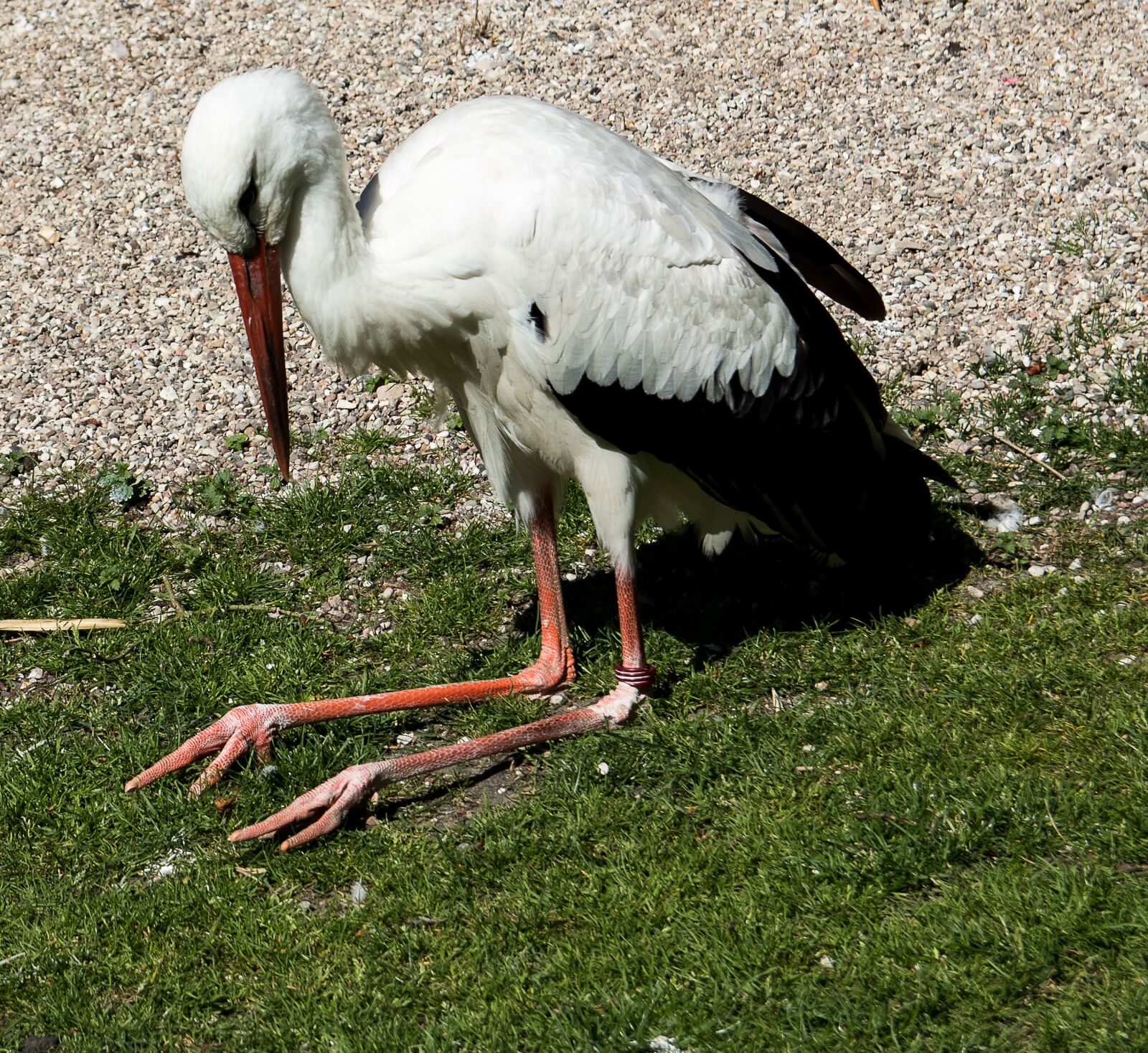 Canon EOS 80D sample photo. Stork, bird, animal photography