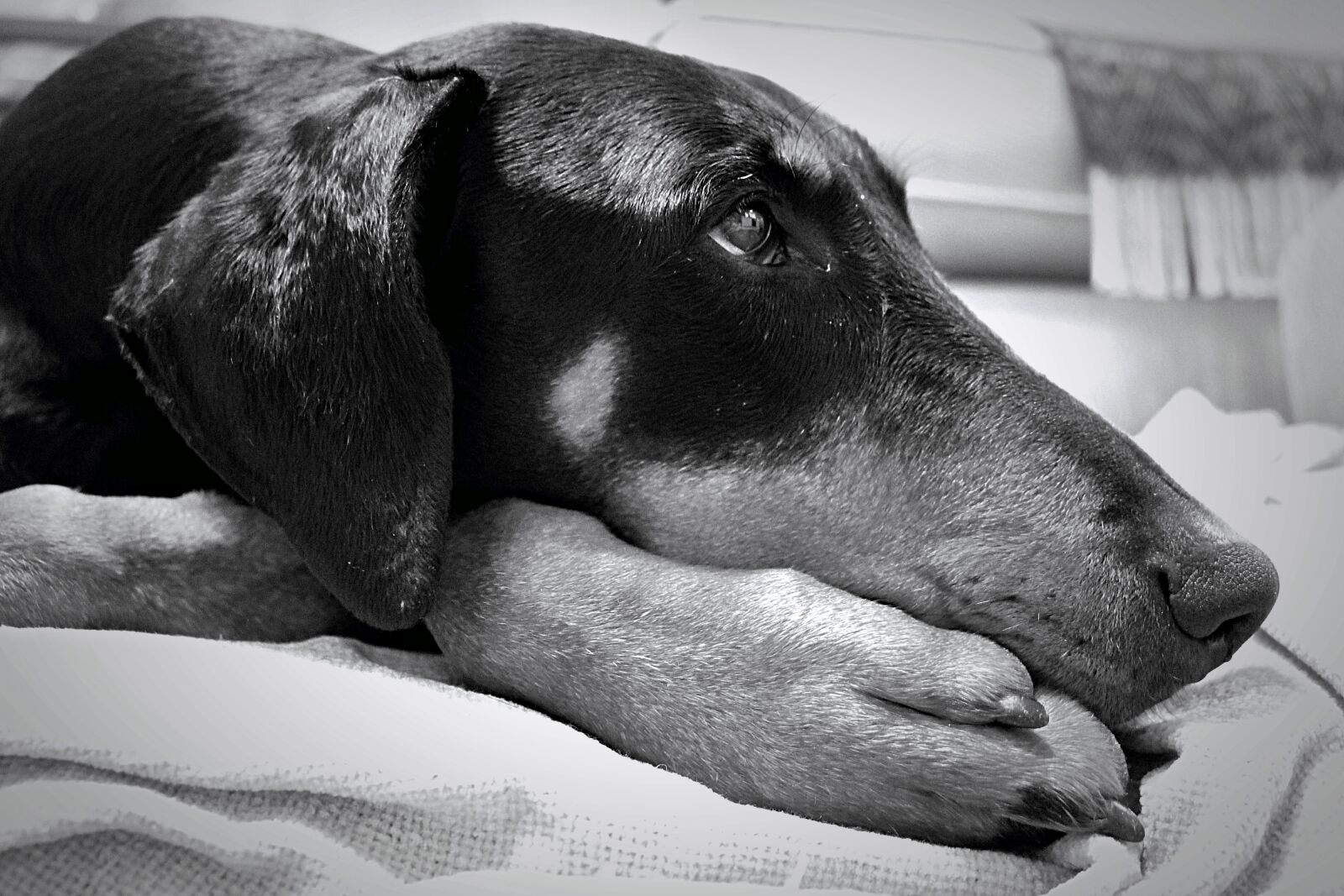 Canon EOS 700D (EOS Rebel T5i / EOS Kiss X7i) sample photo. Black, and, white, dog photography