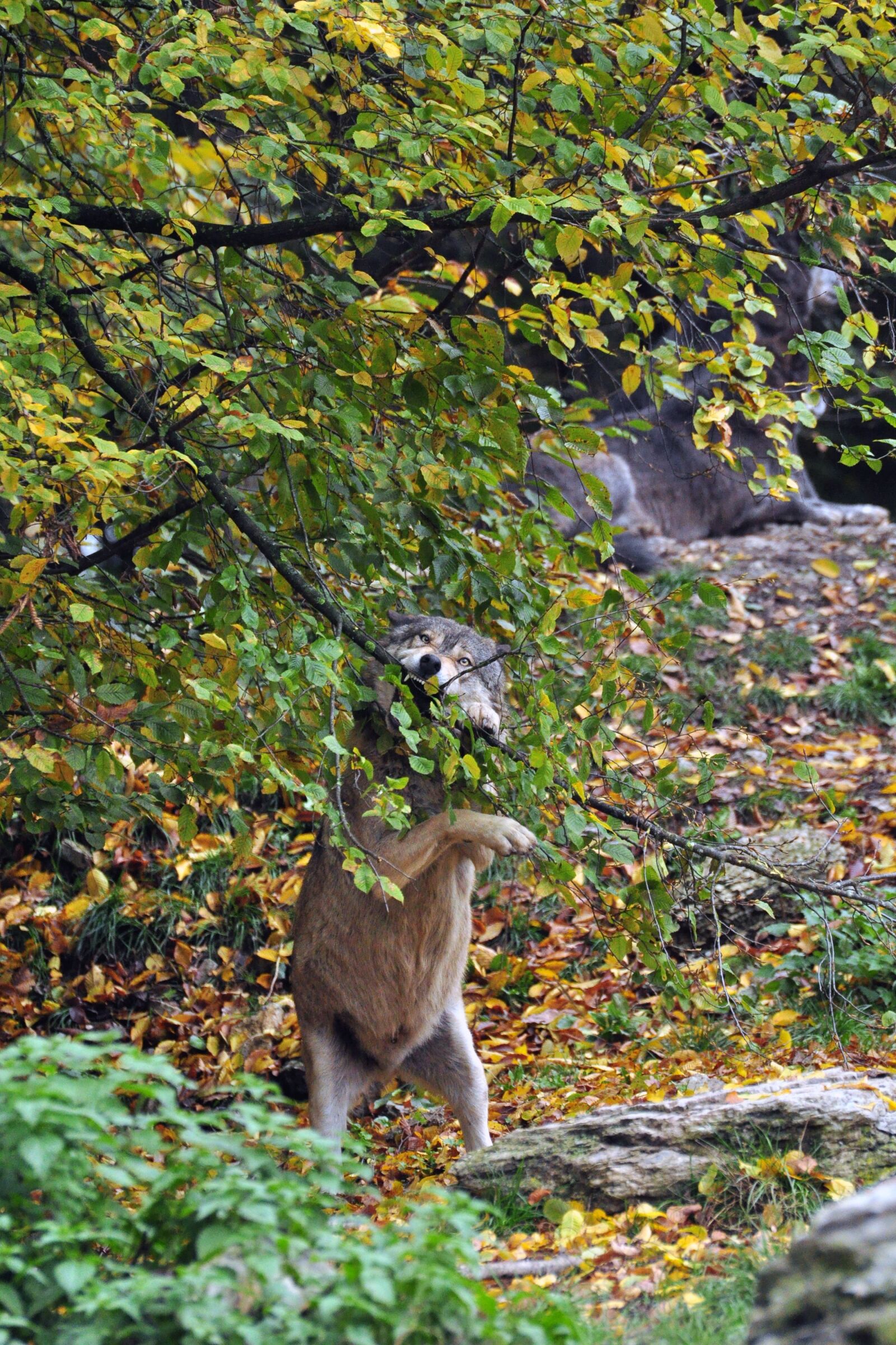 Nikon D90 sample photo. Wolf, wolves, lupine photography