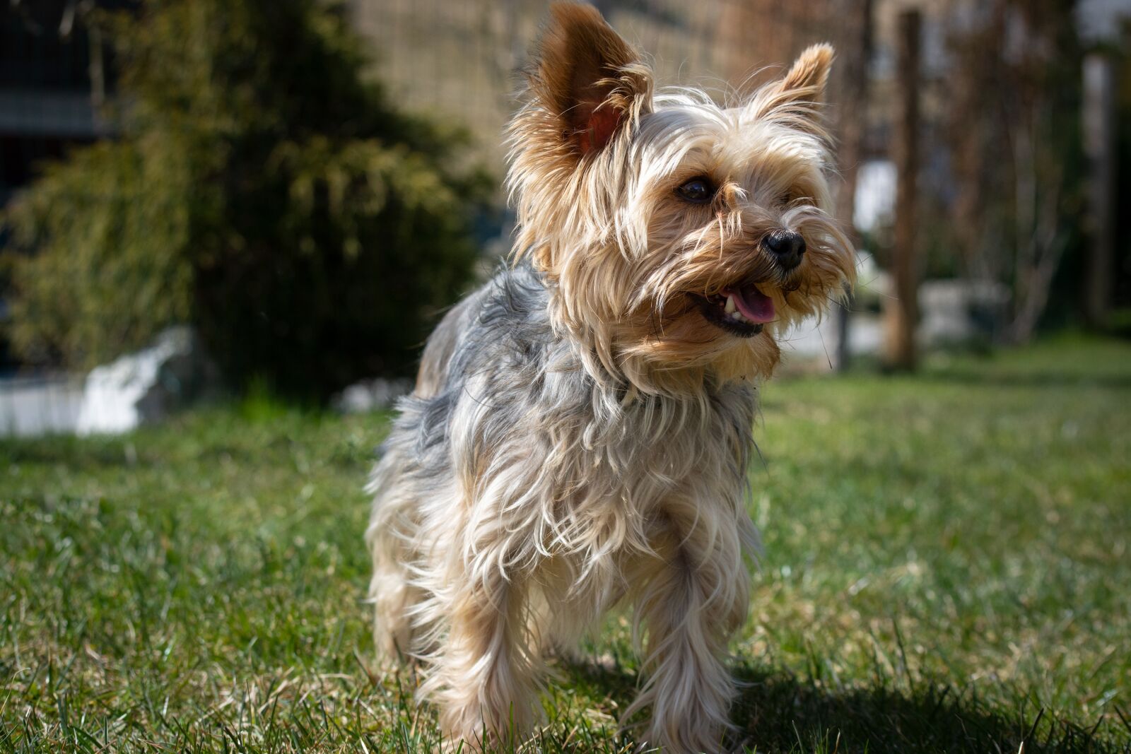 Nikon D7100 sample photo. Yorkie, yorkshire terrier, dog photography