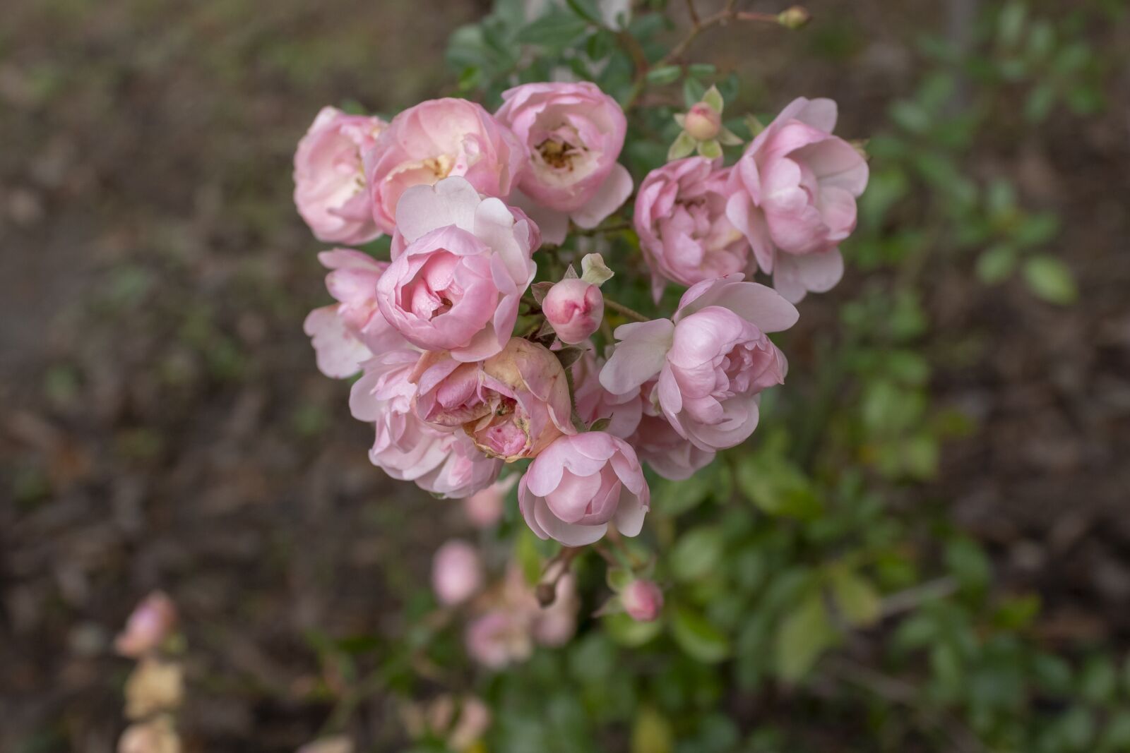 Canon EOS 1300D (EOS Rebel T6 / EOS Kiss X80) sample photo. Rose, tea rose, flower photography