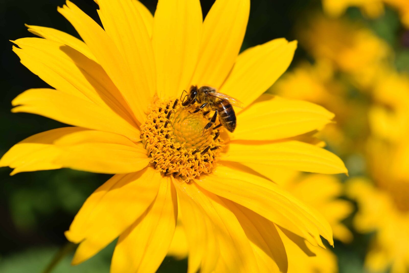 Nikon D3300 sample photo. Honeybee, macro, flower, plant photography