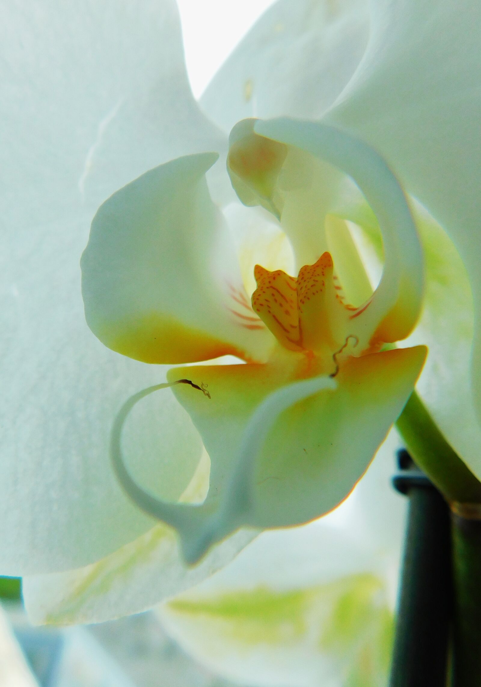 Nikon Coolpix B500 sample photo. Orchid, flower, flora photography