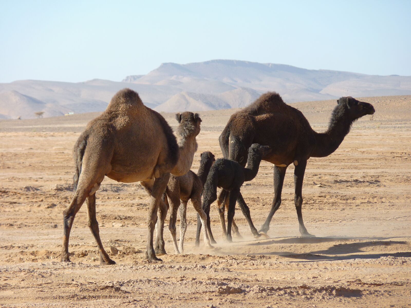 Panasonic Lumix DMC-FZ35 (Lumix DMC-FZ38) sample photo. Camels, desert, morocco photography