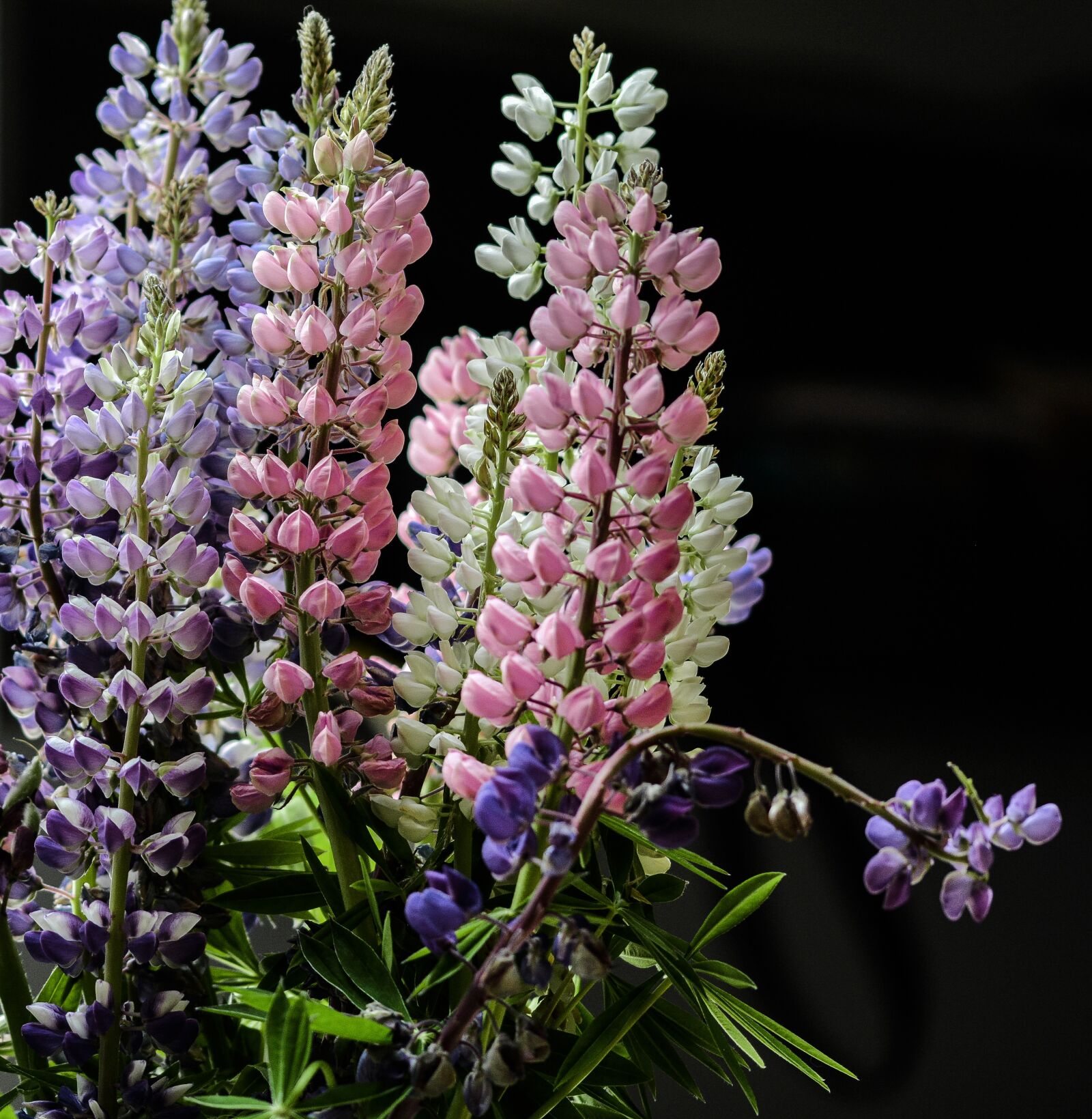 Nikon D5200 sample photo. Lupine, flower, summer photography