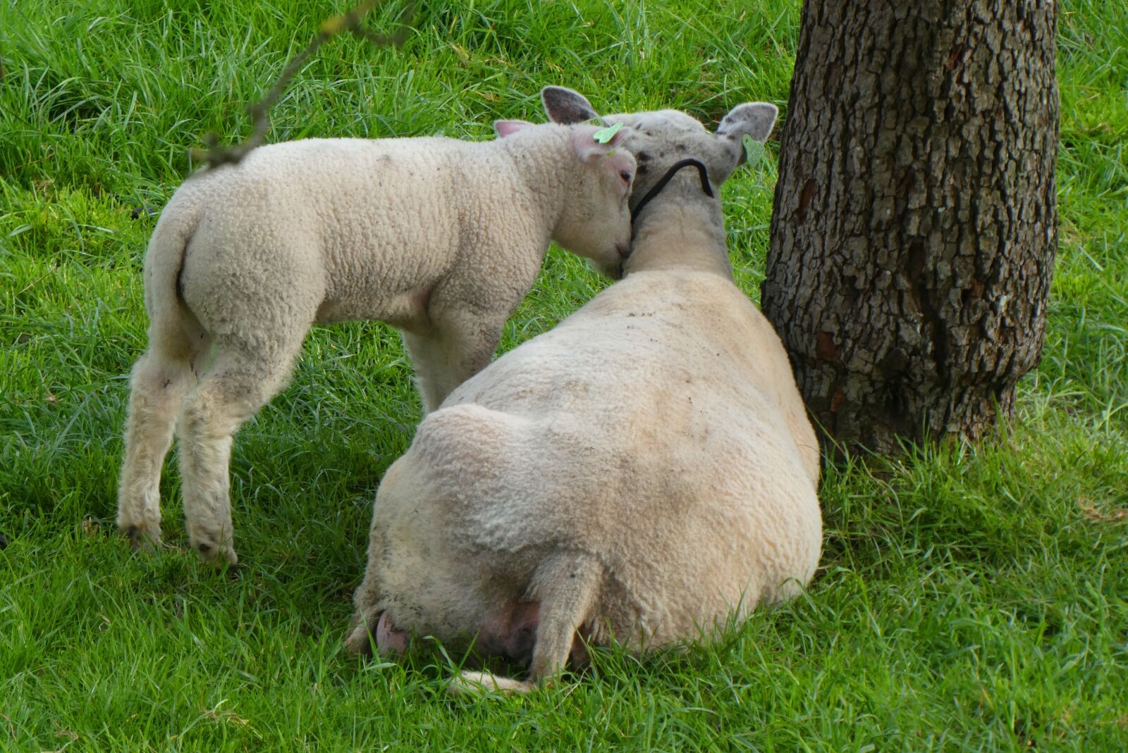 Panasonic Lumix DC-ZS70 (Lumix DC-TZ90) sample photo. Lamb, sheep, pasture photography