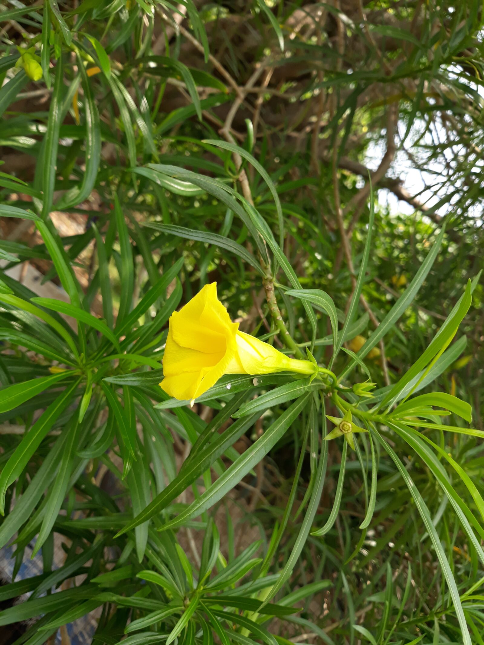 Samsung Galaxy J7 Pro sample photo. Nature, flora, leaf photography