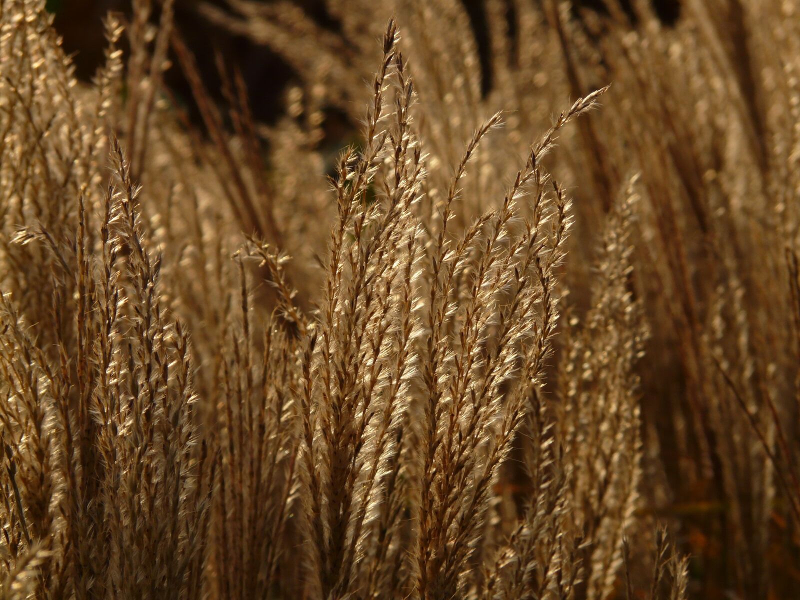 Panasonic DMC-FZ18 sample photo. Miscanthus, miscanthus sinensis, backlighting photography