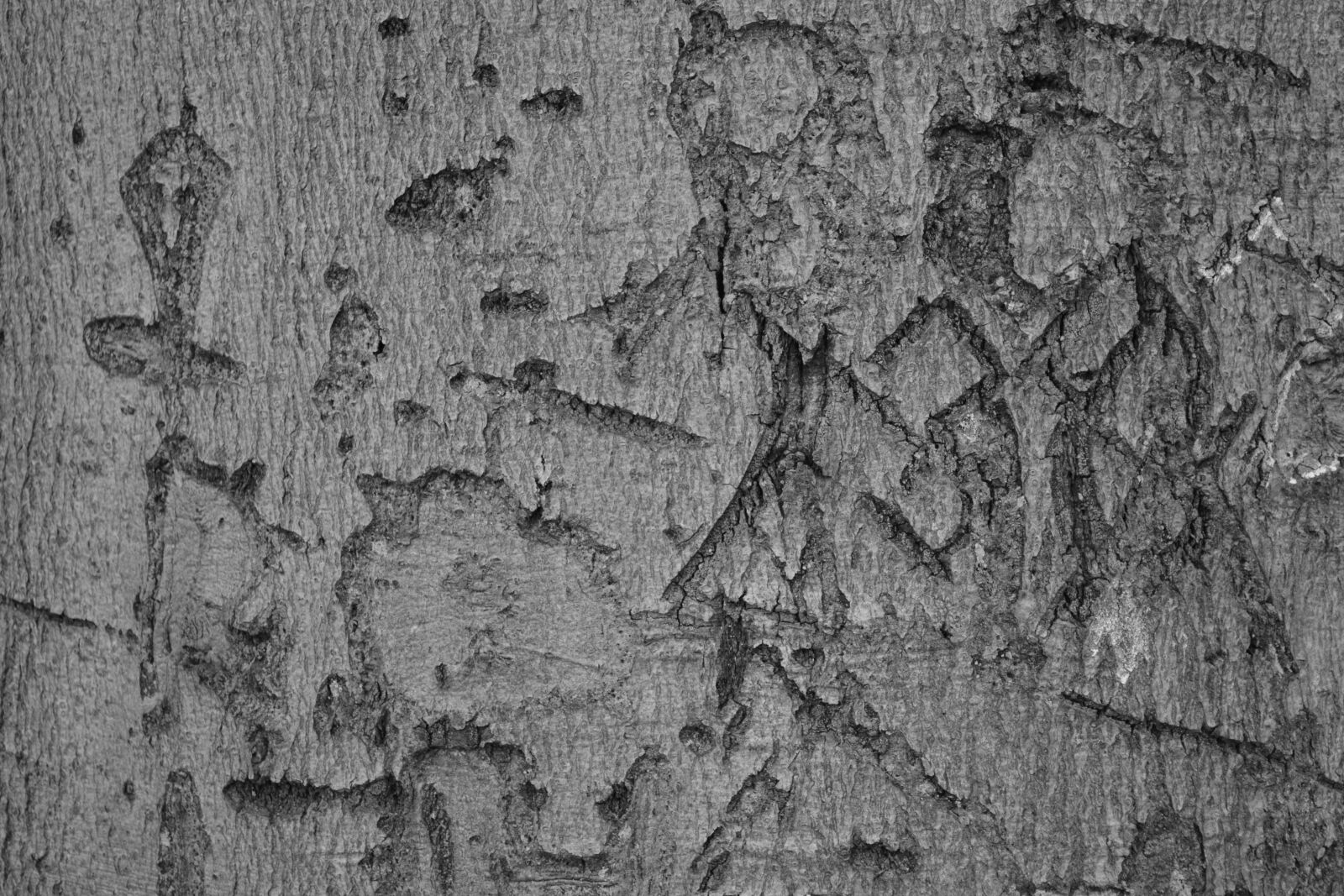 Nikon D5200 sample photo. Tree, bark, pattern photography