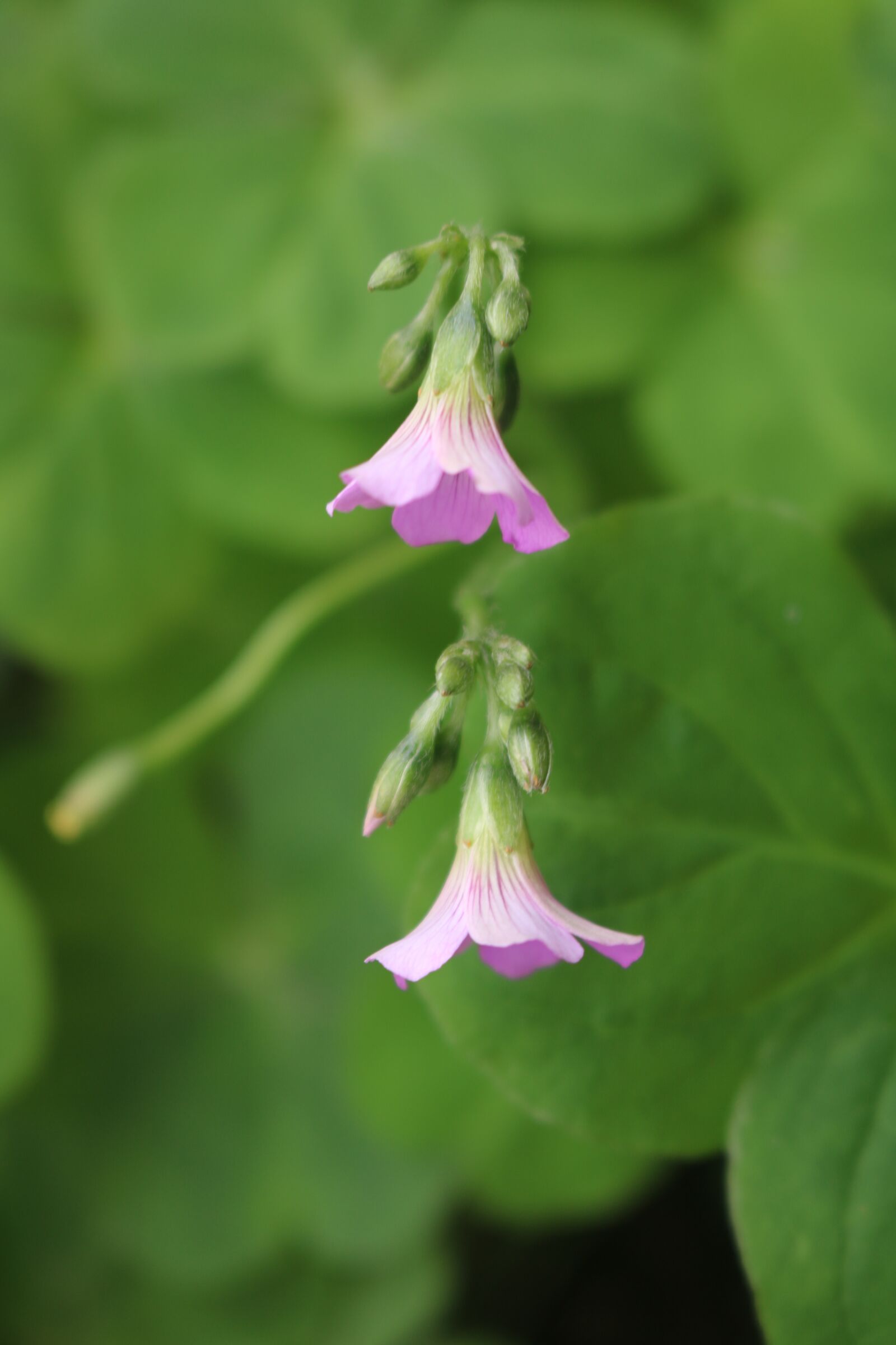 Canon EOS 750D (EOS Rebel T6i / EOS Kiss X8i) sample photo. Small flowers, spring, purple photography