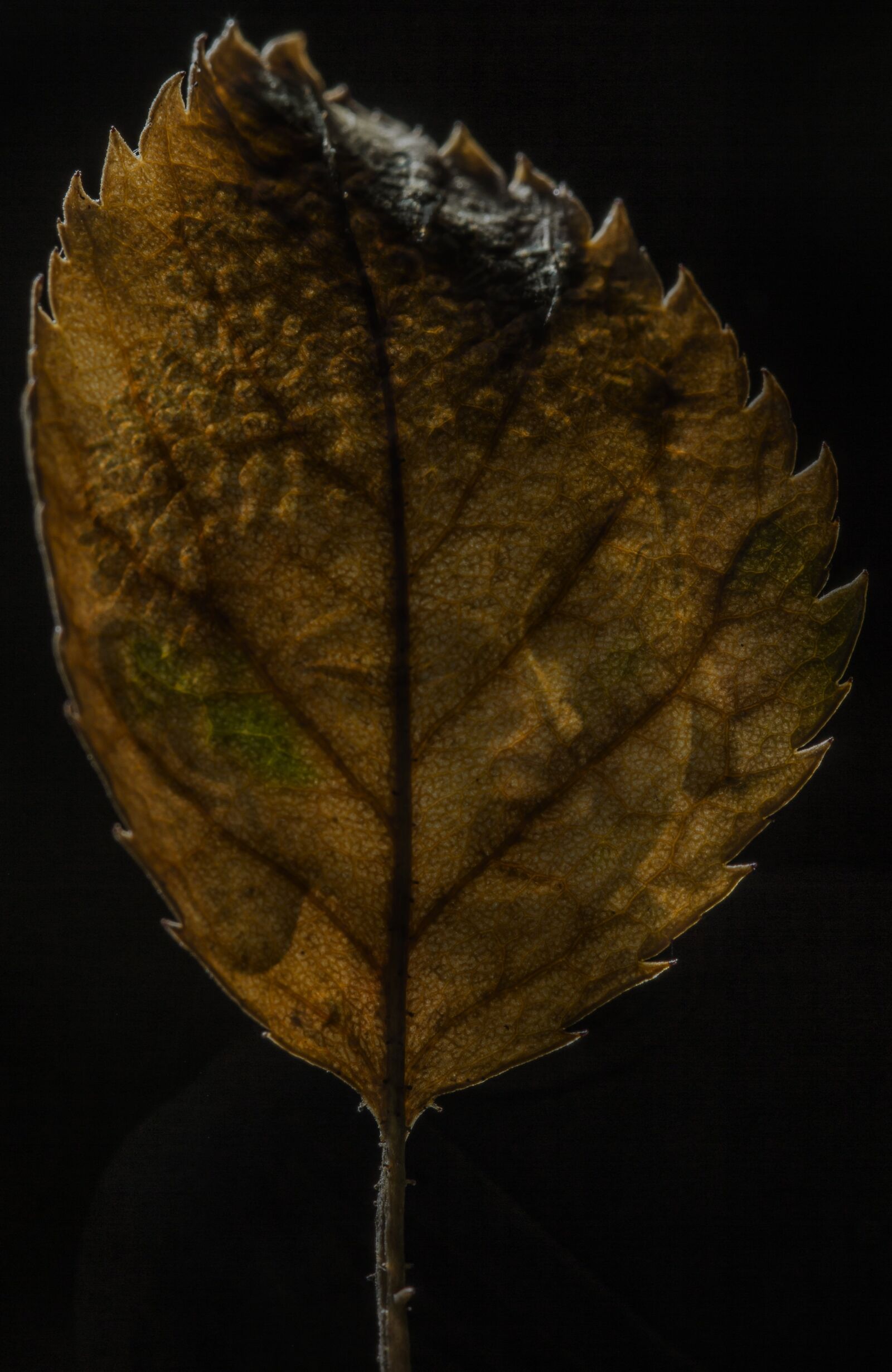 Canon EOS 60D + Canon EF 100mm F2.8 Macro USM sample photo. Buddha, leaf, all is photography