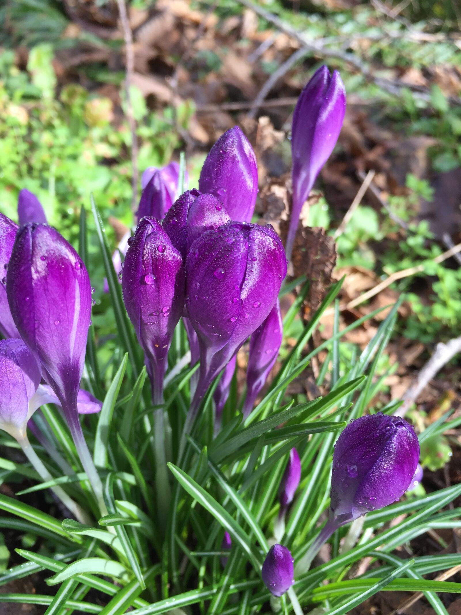 Apple iPhone 6 sample photo. Crocus, flower, purple photography