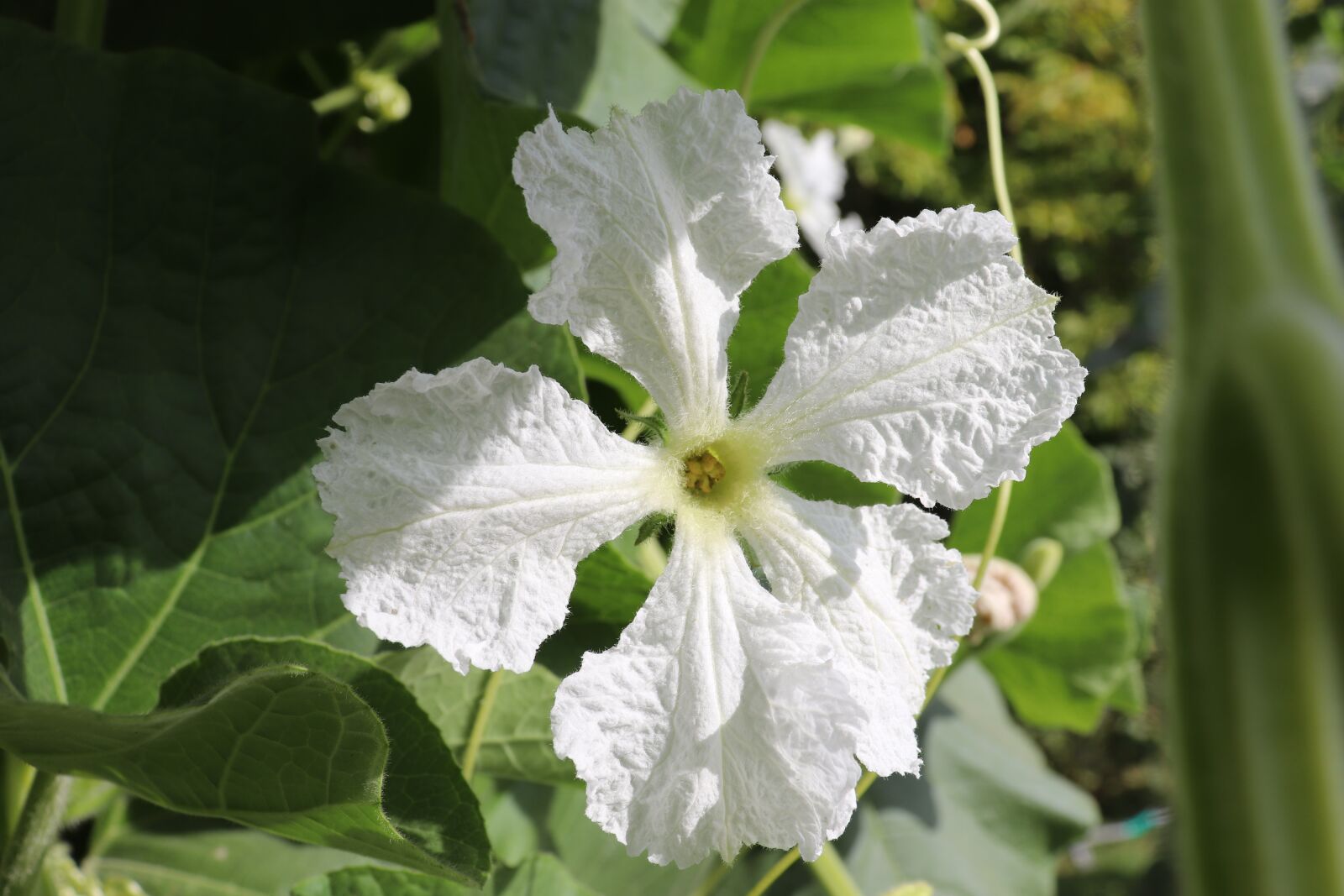Canon EOS 800D (EOS Rebel T7i / EOS Kiss X9i) sample photo. Flowers, cross, white photography