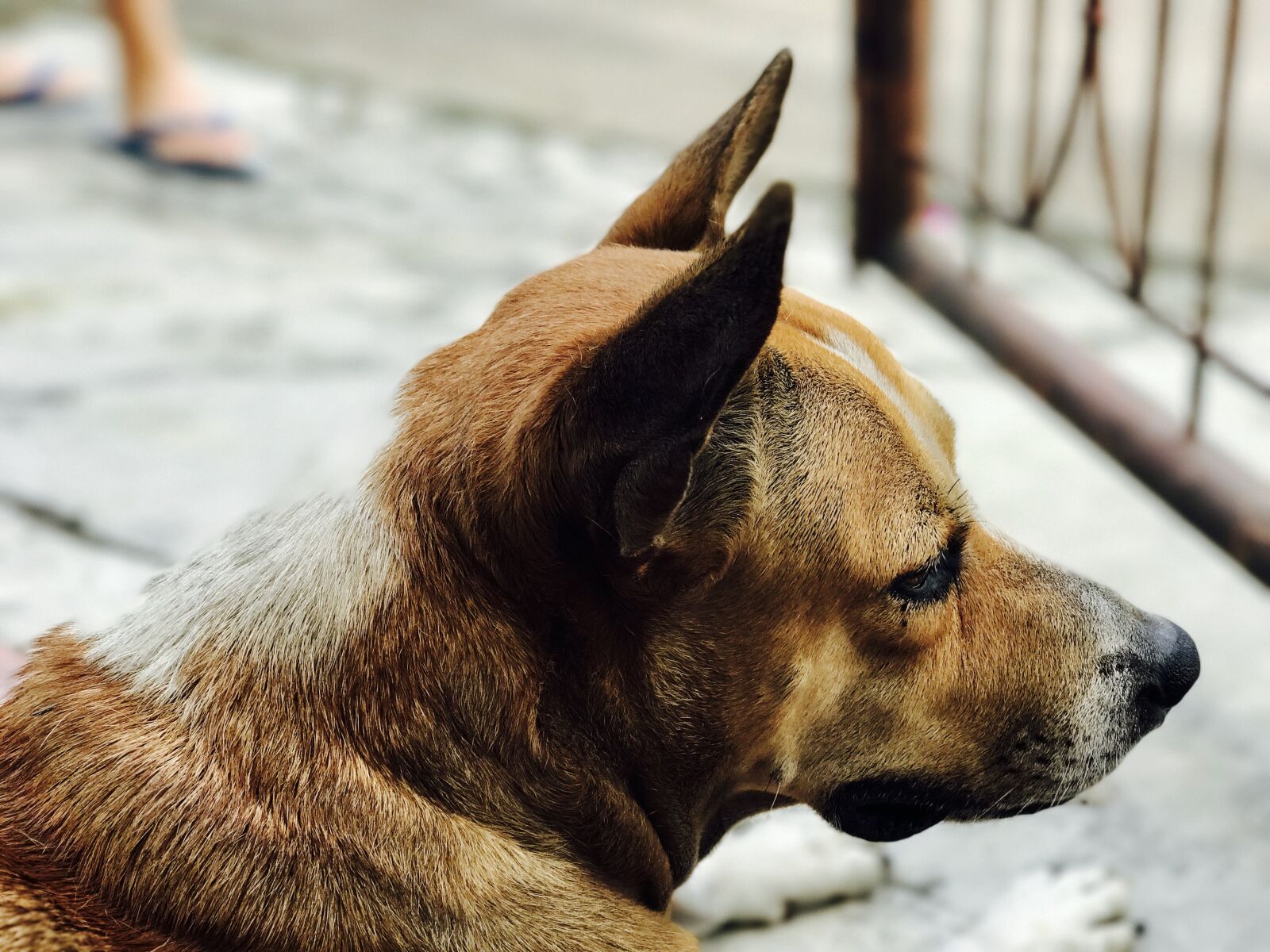 iPhone 7 Plus back dual camera 6.6mm f/2.8 sample photo. Dog, animal, pet photography