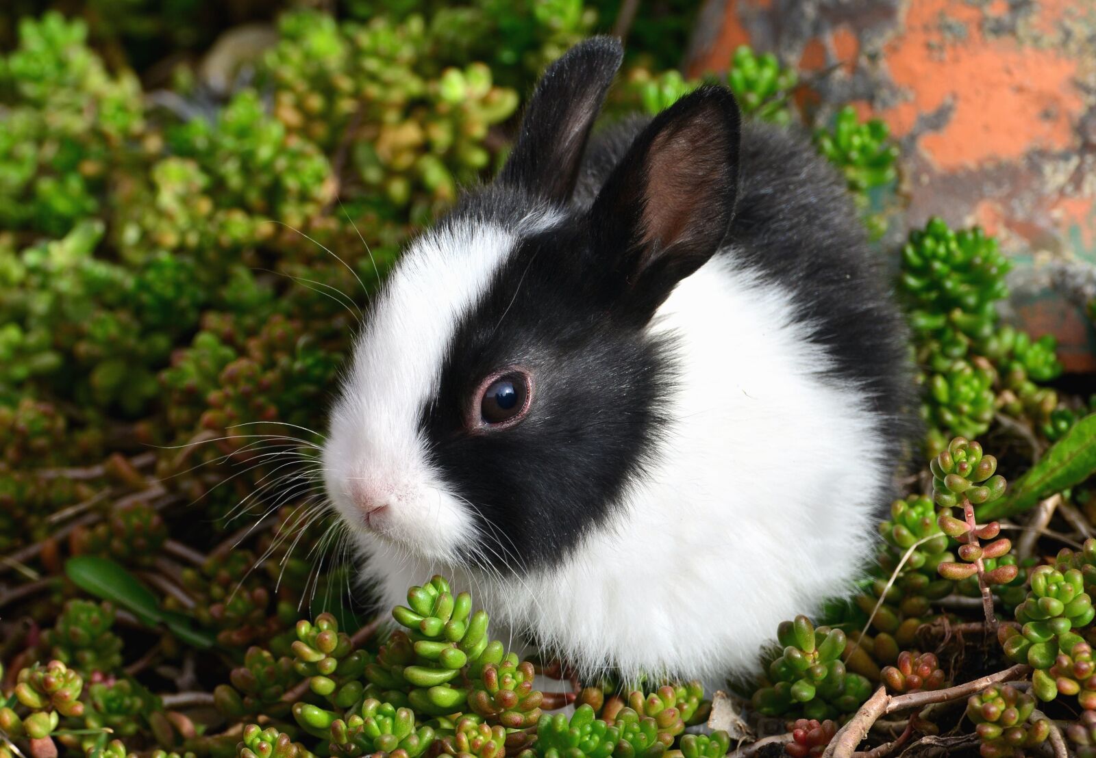 Nikon D5200 sample photo. Rabbit, animal, pet, grass photography