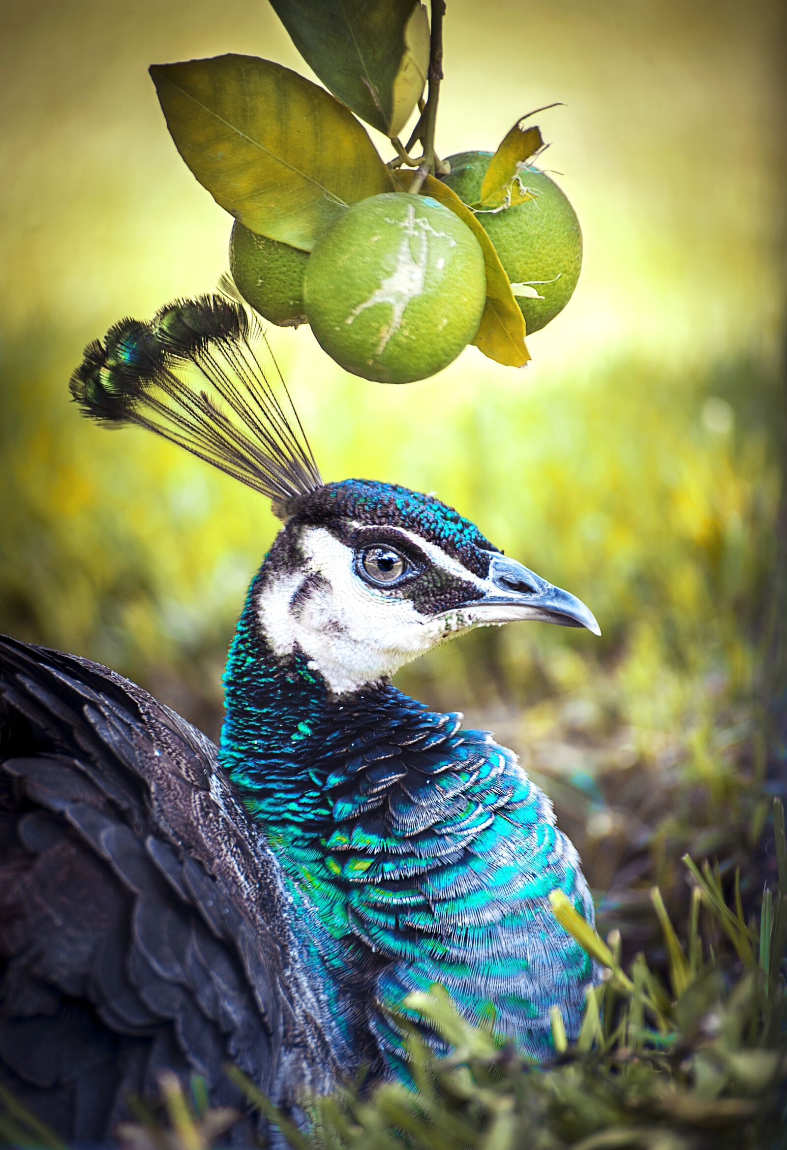 Canon EOS 5D Mark II sample photo. Peacock, bird, animal photography