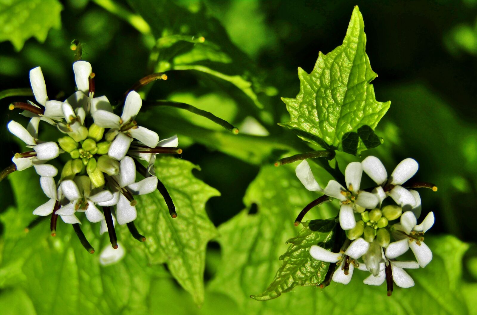 Canon POWERSHOT SX432 IS sample photo. Garlic herb, garlic mustard photography