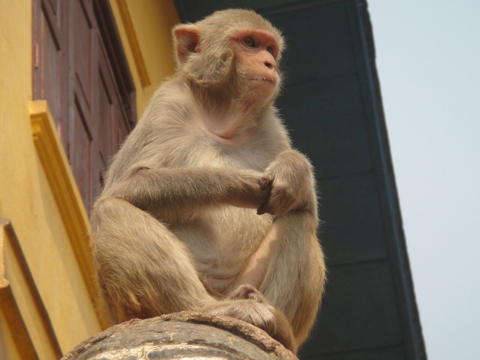 Sony DSC-TX1 sample photo. Monkey, animal, tail photography