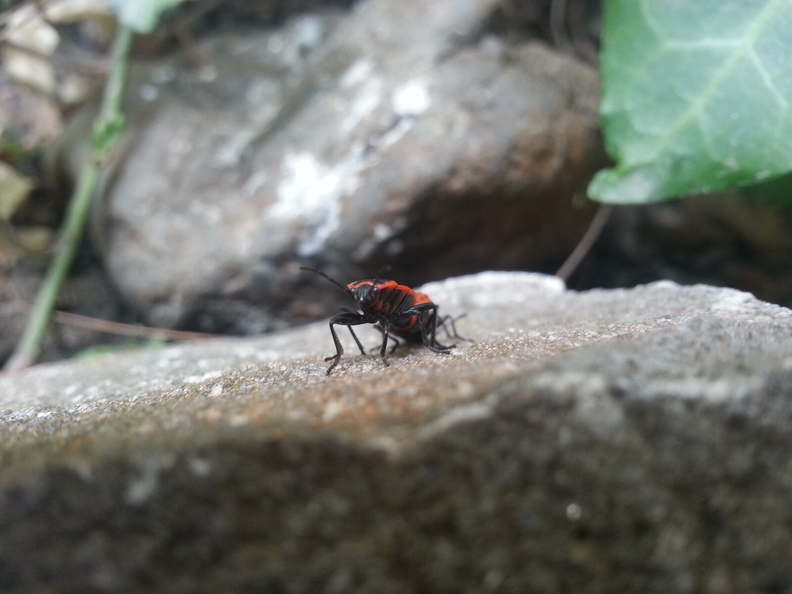 Samsung Galaxy Note2 sample photo. Bug, green, leaf, legs photography