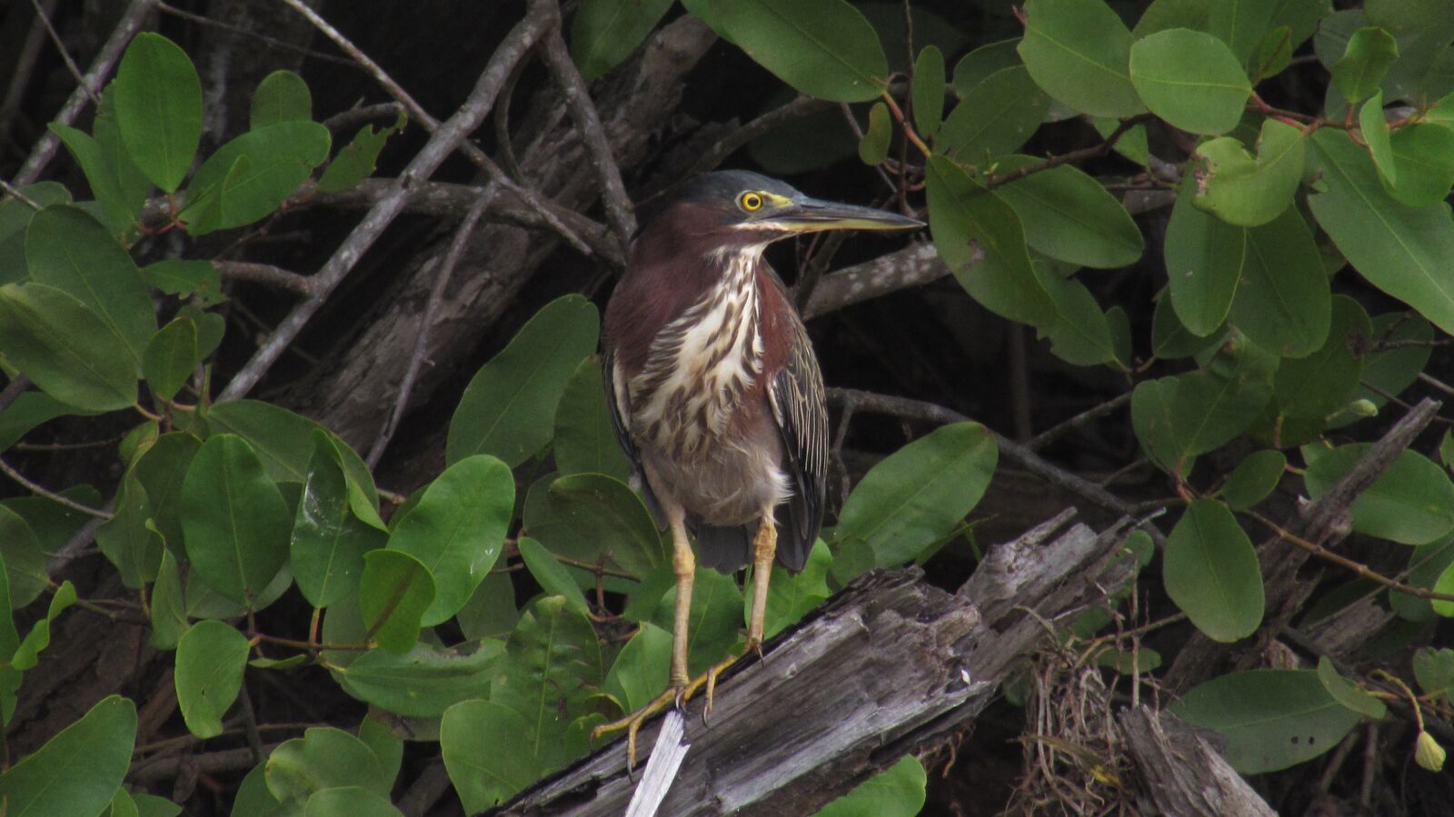 Canon PowerShot SX510 HS sample photo. Bird, little green heron photography