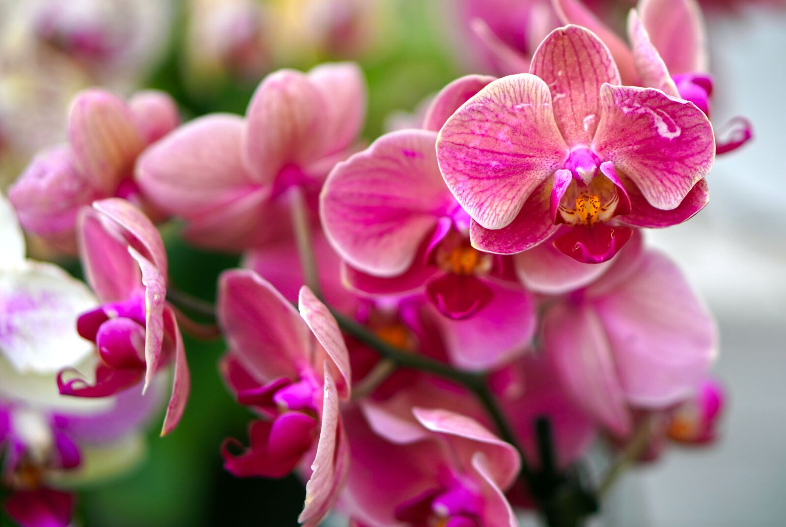 E 50mm F1.8 OSS sample photo. Orchids, blossom, bloom photography