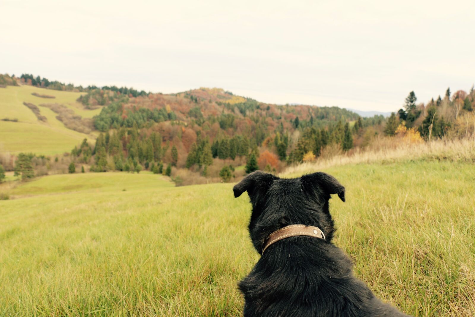 Canon EOS 700D (EOS Rebel T5i / EOS Kiss X7i) sample photo. Dog, autumn, forrest photography