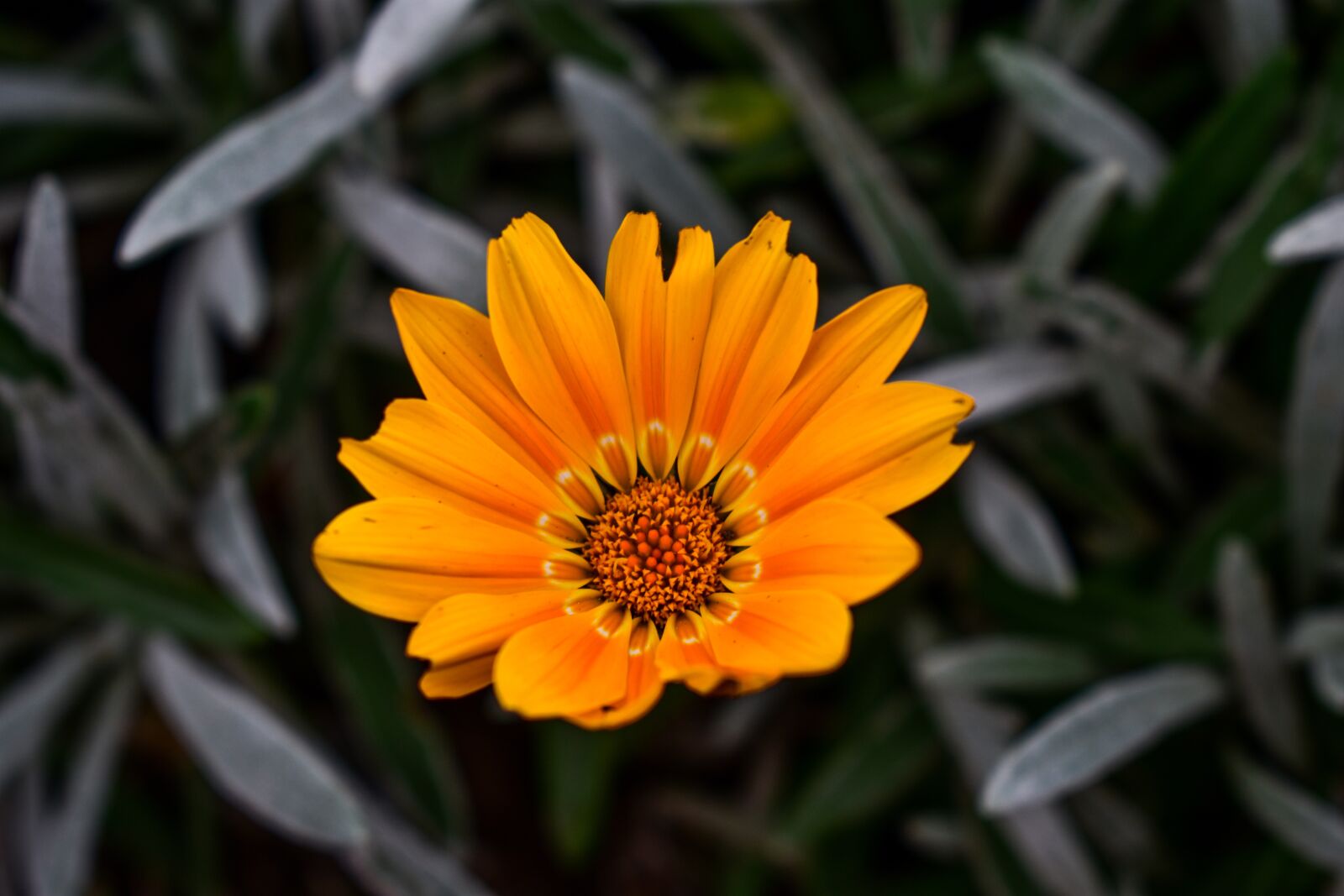 Nikon D3400 sample photo. Plant, nature, garden photography