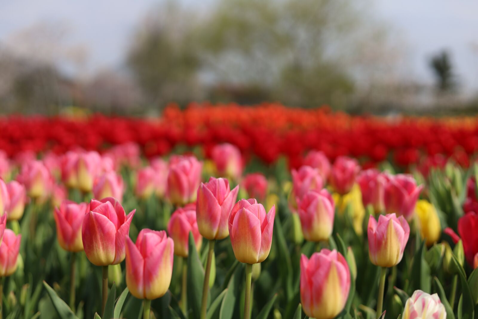 Canon EOS RP sample photo. Flowers, tulips, field photography