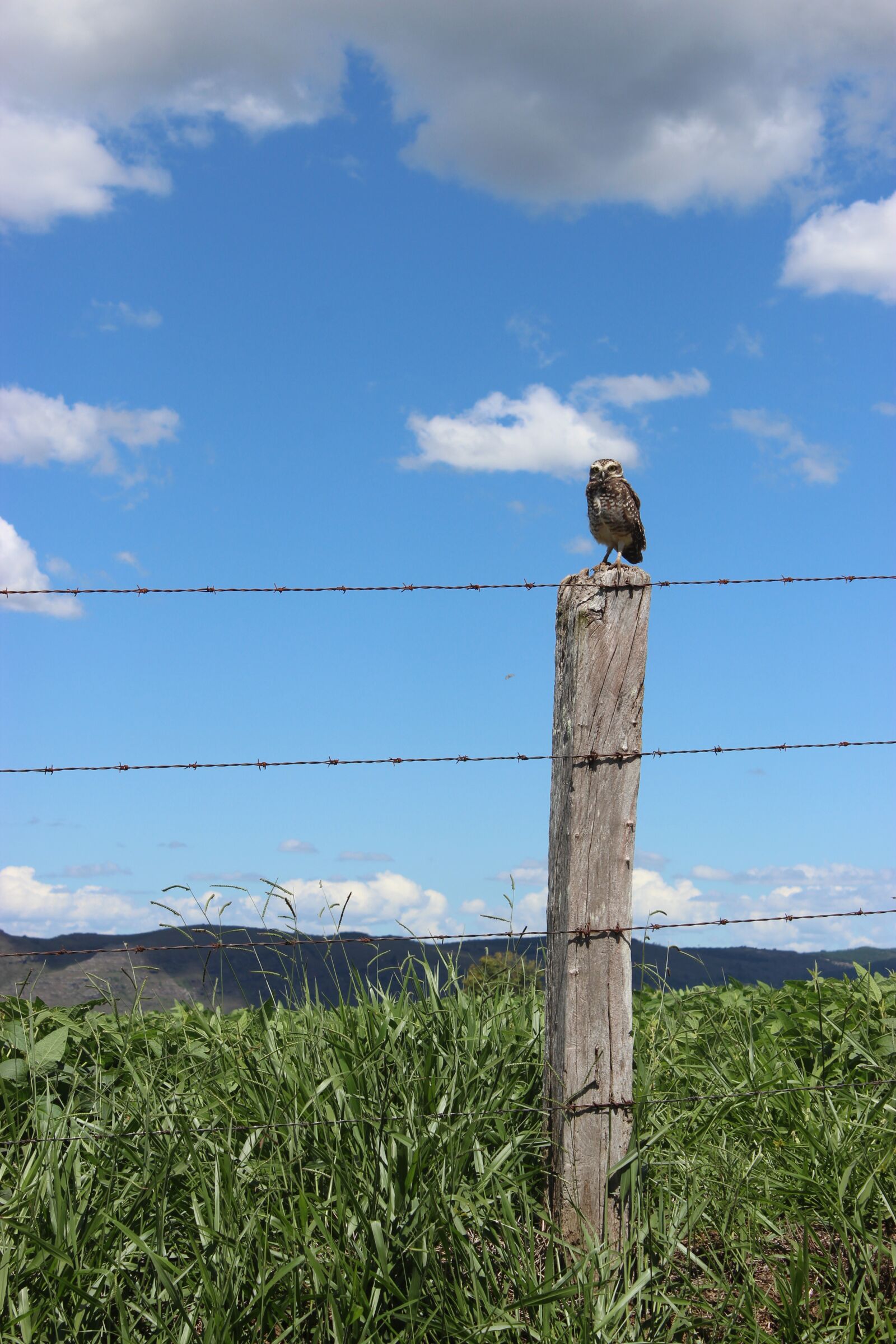 Canon EOS 600D (Rebel EOS T3i / EOS Kiss X5) sample photo. Owl, nature, bird photography