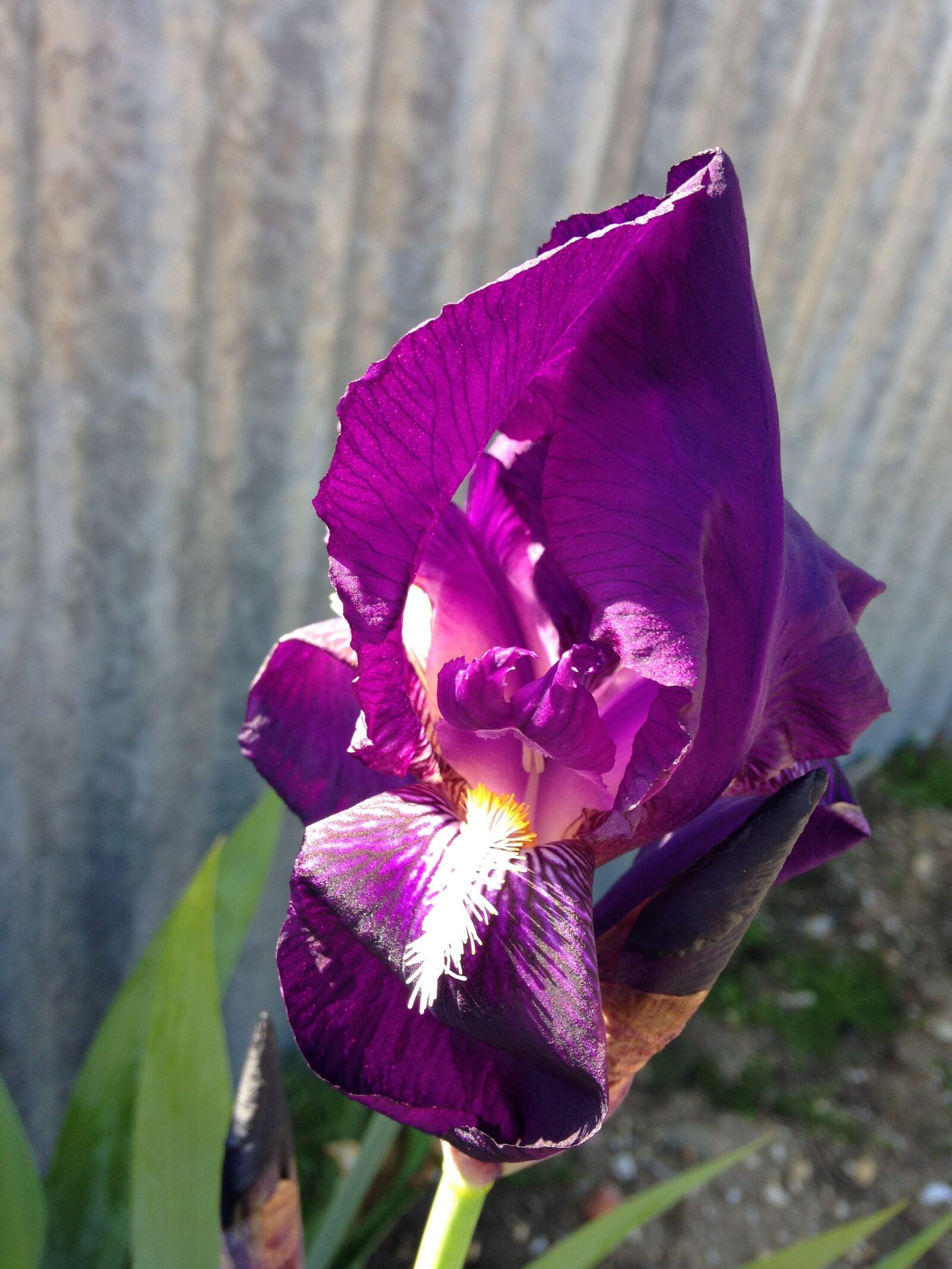 iPhone 5c back camera 4.12mm f/2.4 sample photo. Purple, iris, blossom photography