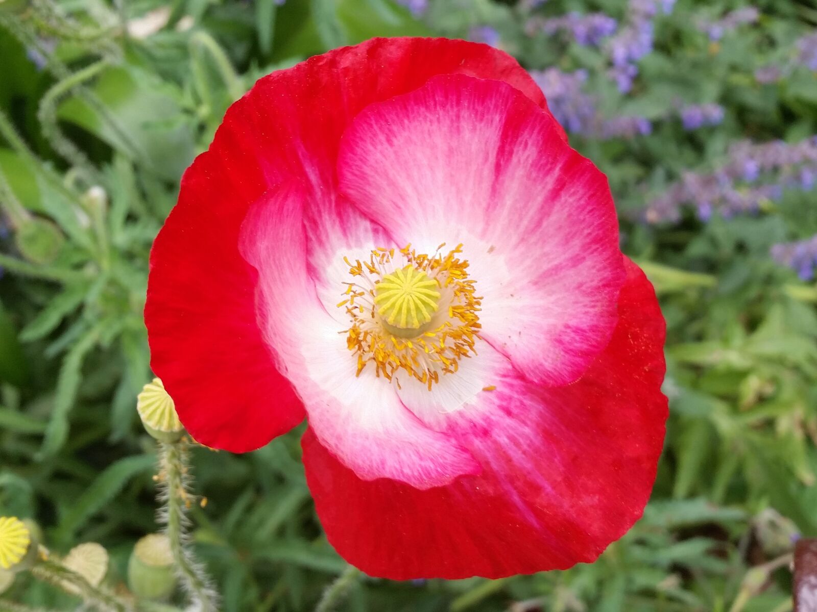 Samsung Galaxy S5 sample photo. Poppy, flower, red photography