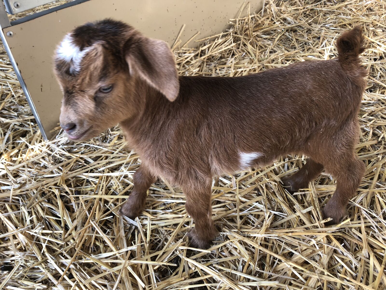 Apple iPhone 8 sample photo. Kid, goat, baby goat photography