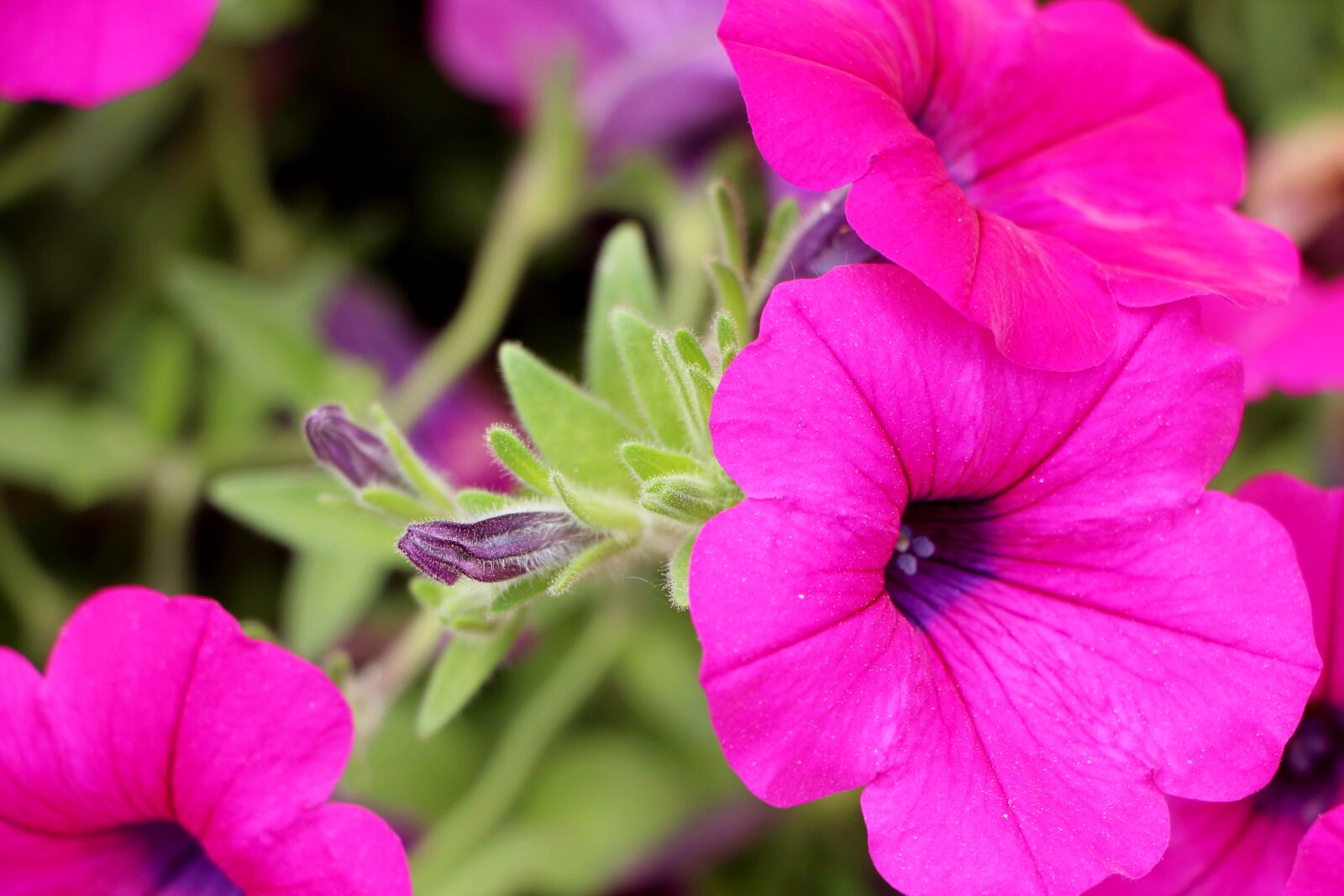 Canon EOS 650D (EOS Rebel T4i / EOS Kiss X6i) sample photo. Petunia, plants, flowers photography