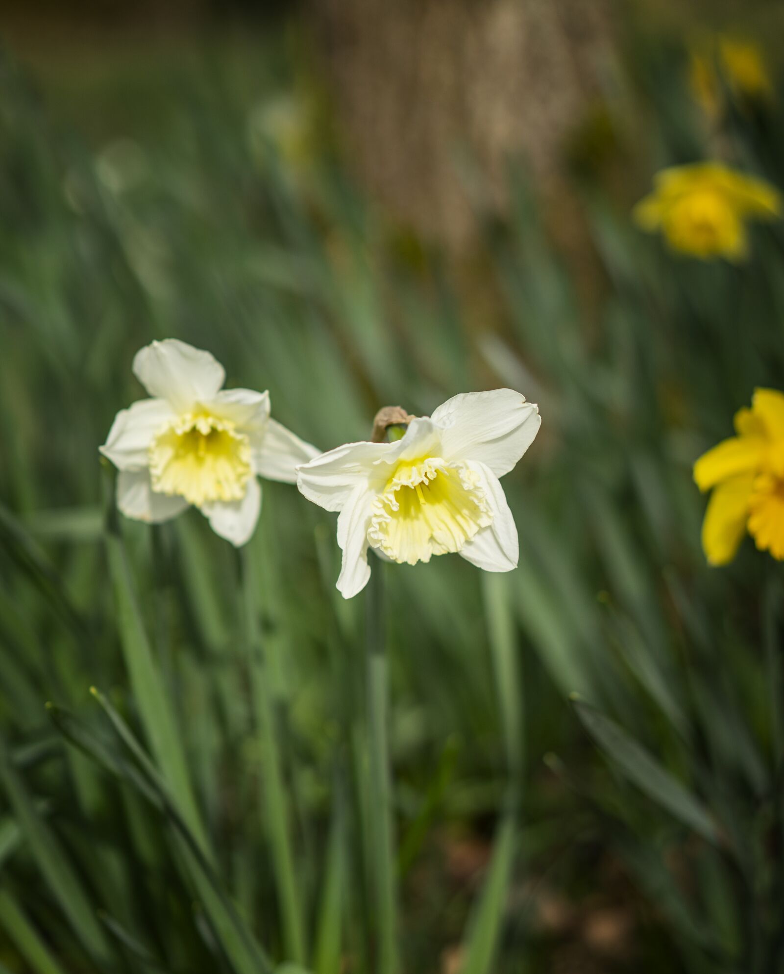 Sony Sonnar T* FE 55mm F1.8 ZA sample photo. Daffodil, spring, yellow photography