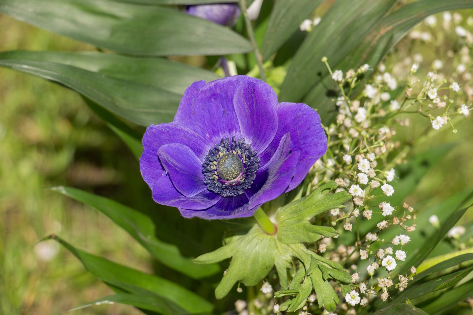 Canon EOS 700D (EOS Rebel T5i / EOS Kiss X7i) sample photo. Plant, flower, nature photography