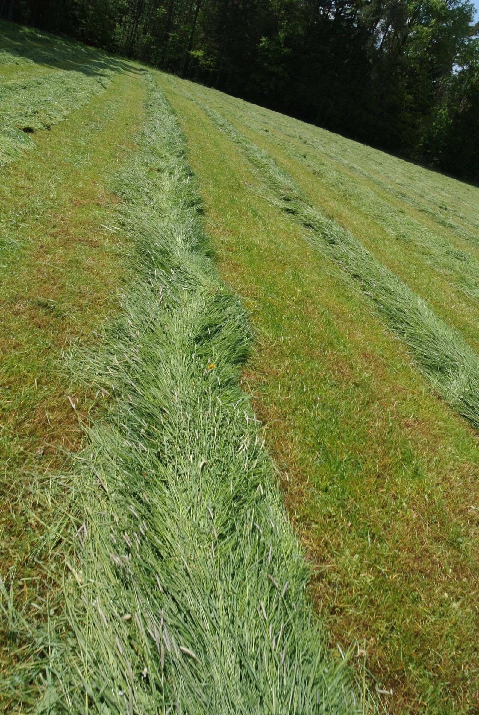 Nikon 1 J1 sample photo. Meadow, hay, straw photography