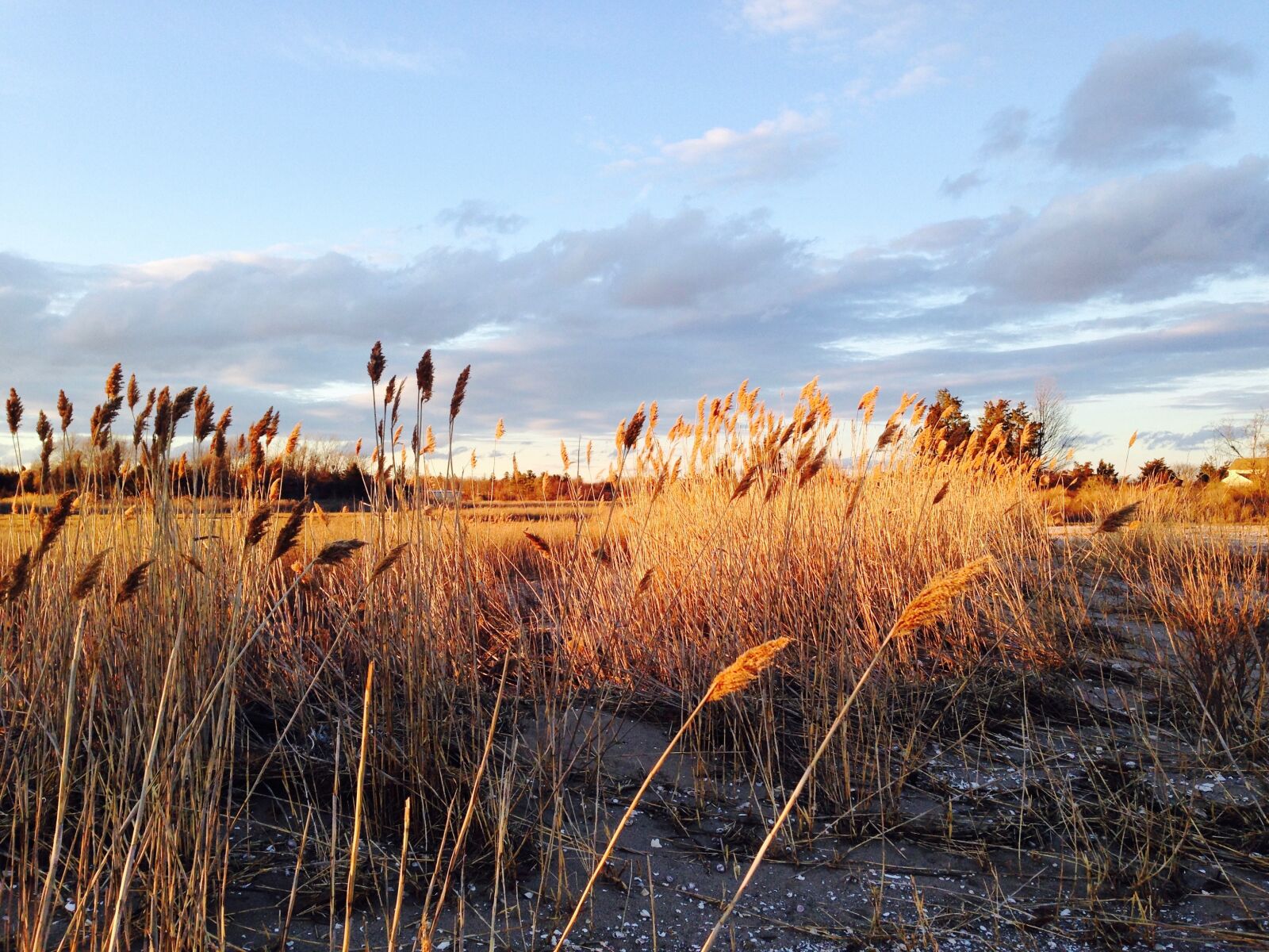 iPhone 5 back camera 4.12mm f/2.4 sample photo. Shoreline, beach, rocks photography