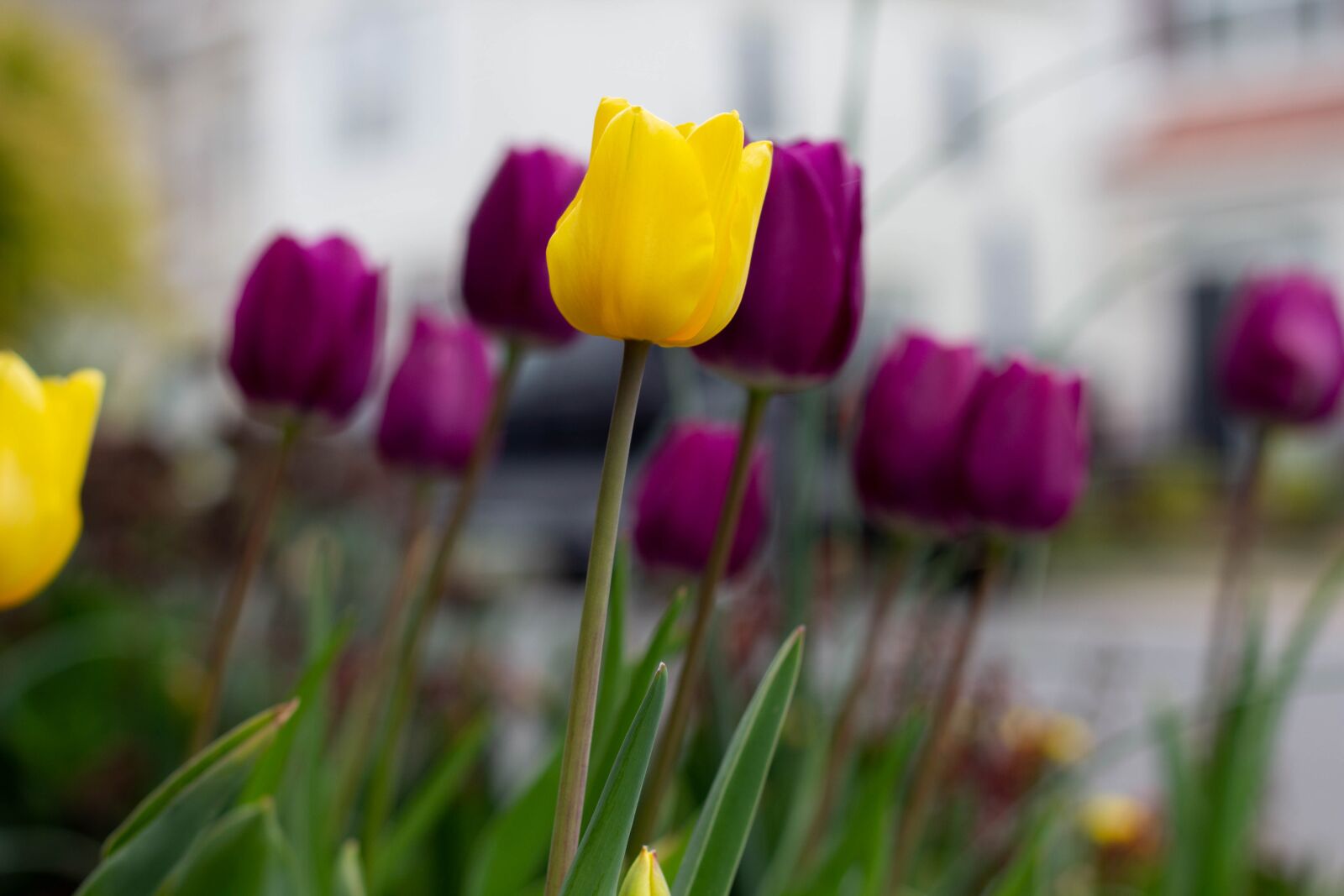 Canon EOS 60D + Canon EF 50mm F1.8 II sample photo. Flowers, plants, tulips photography