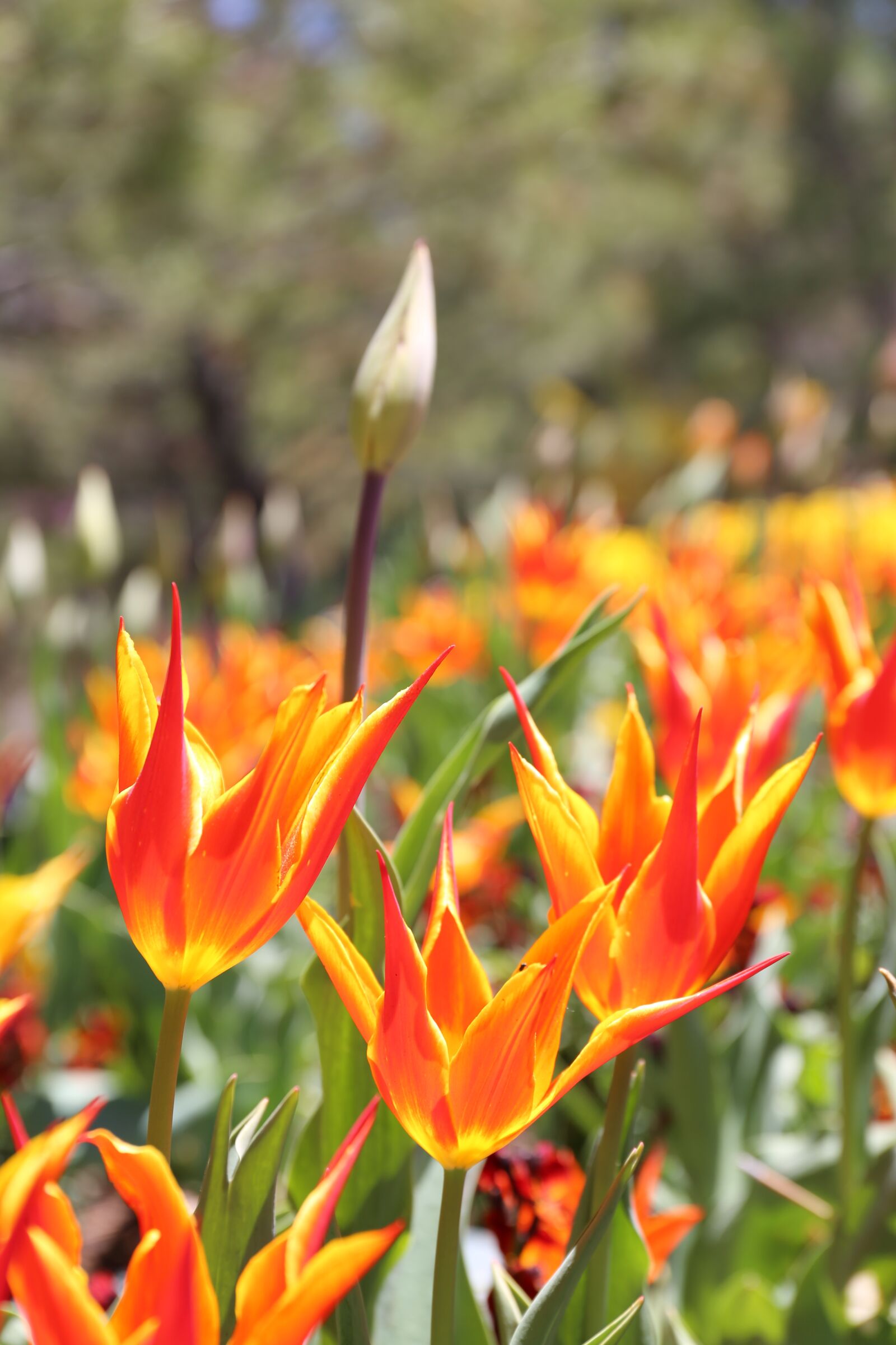 Canon EF 24-70mm F4L IS USM sample photo. Flower, red, orange photography