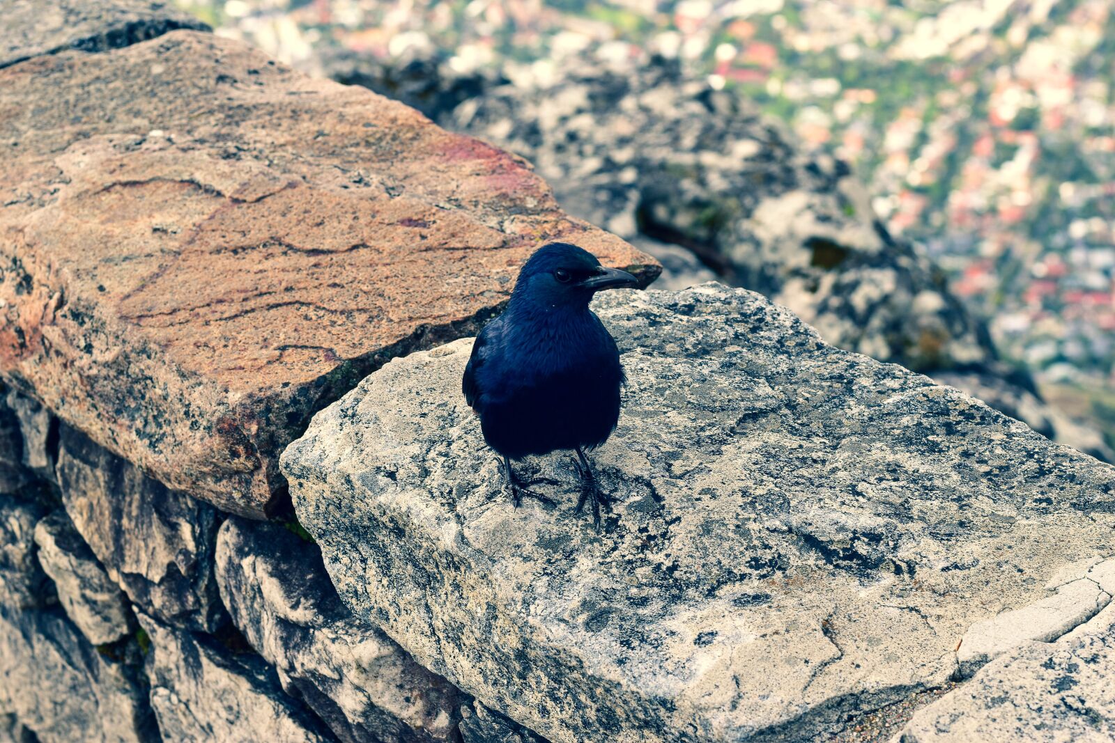 Nikon D5500 sample photo. Red winged starling, bird photography